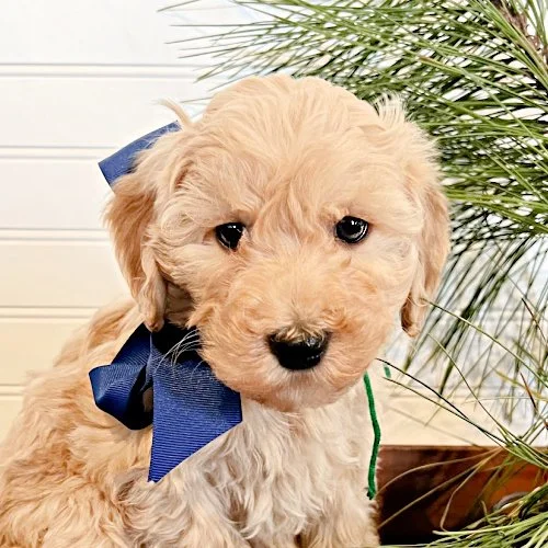 multigen-australian-labradoodle-01 copy.jpg