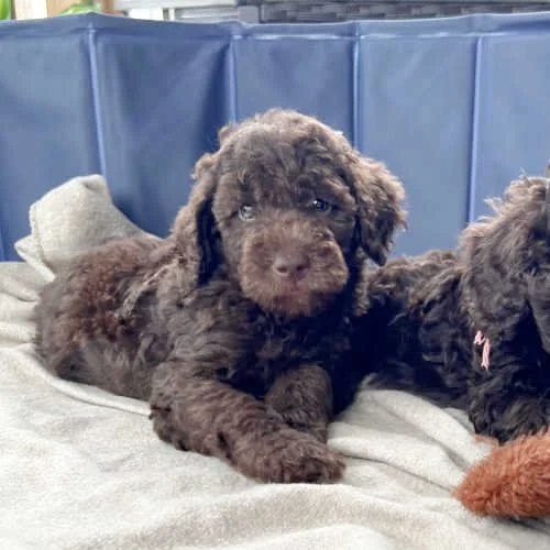 jerseys-mini-australian-labradoodles-04.jpg