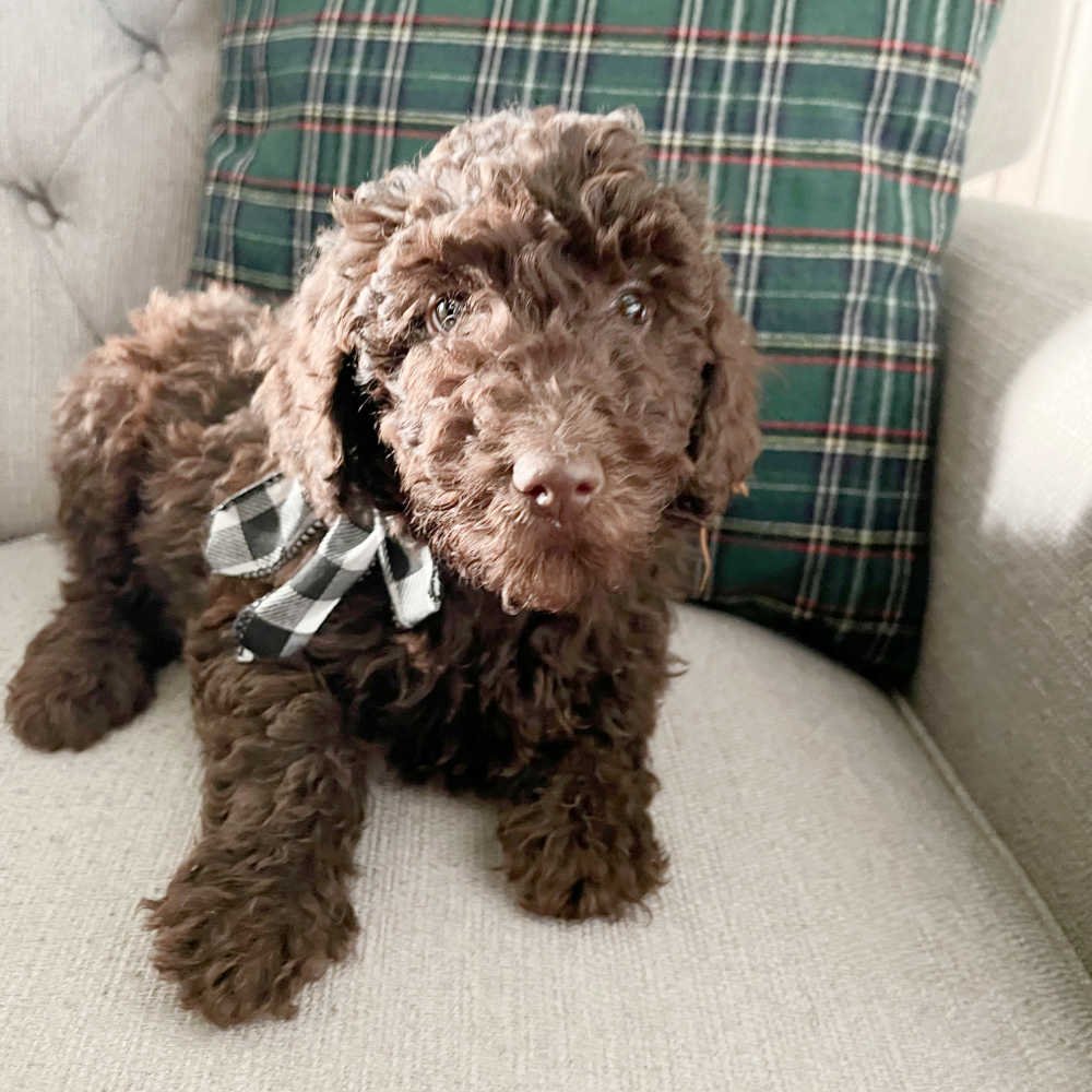chocolate-mini-australian-labradoodle-01.jpg