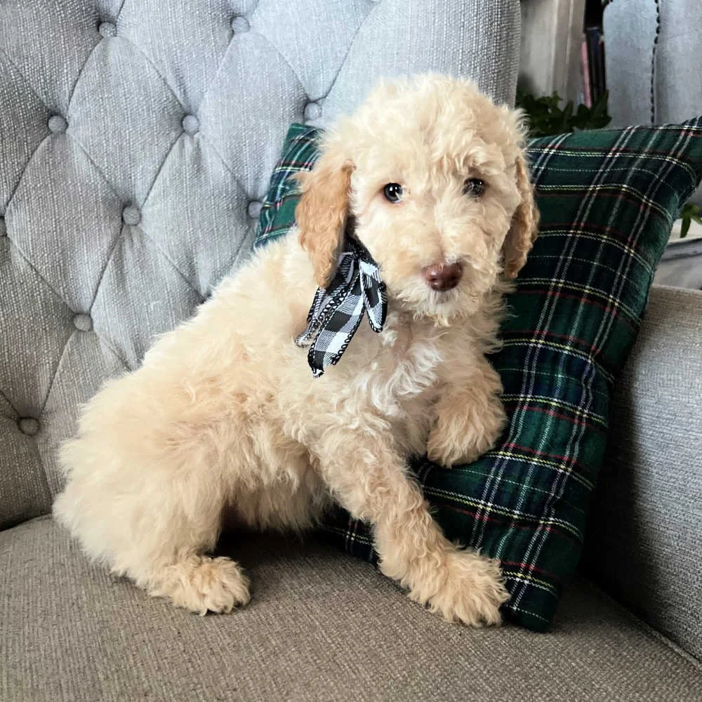 apricot-mini-australian-labradoodle-01 (1).jpg