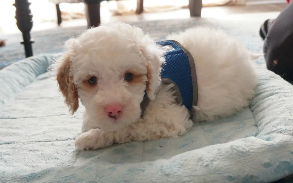 Labradoodle Puppy Training Program Potty & Crate Training Boot Camp