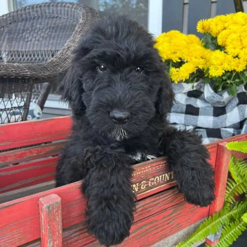 cooper-australian-labradoodle-01.jpg