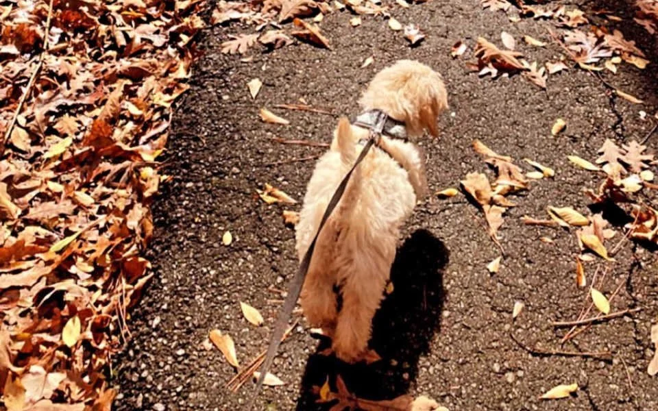 Labradoodle Puppy Training Program Potty & Crate Training Boot Camp