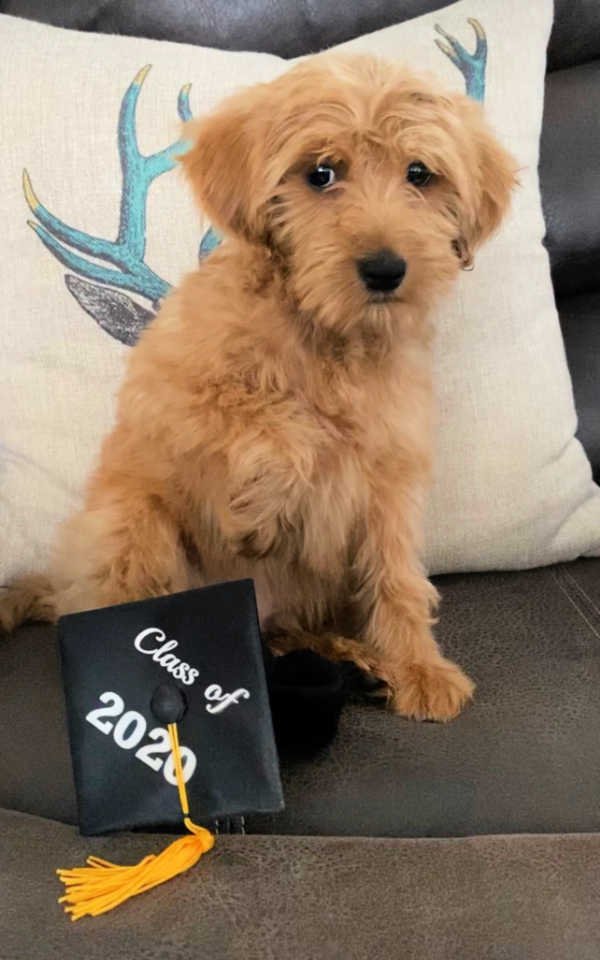 Labradoodle Puppy Training Program Potty & Crate Training Boot Camp