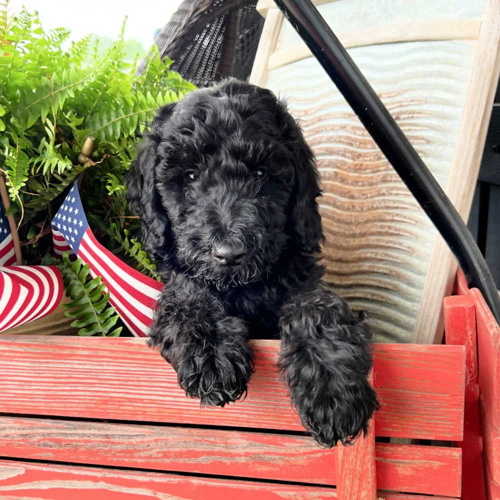 multi-gen-australian-labradoodle-01.jpg