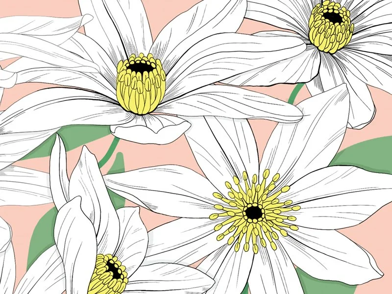 Illustration of white flowers with yellow and black centers on a pink background with green leaves.