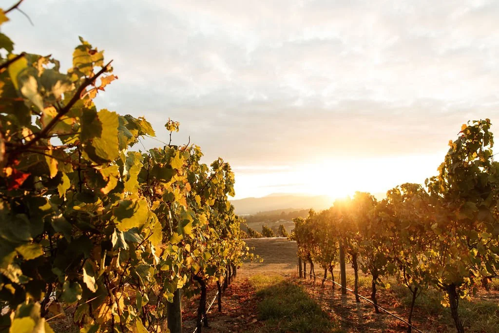 Wild_State_Wines_April_24-45.jpg