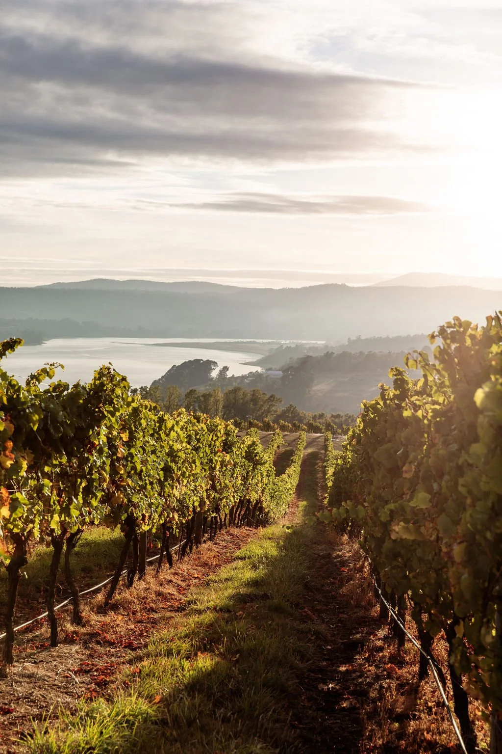 Wild_State_Wines_April_24-70.jpg