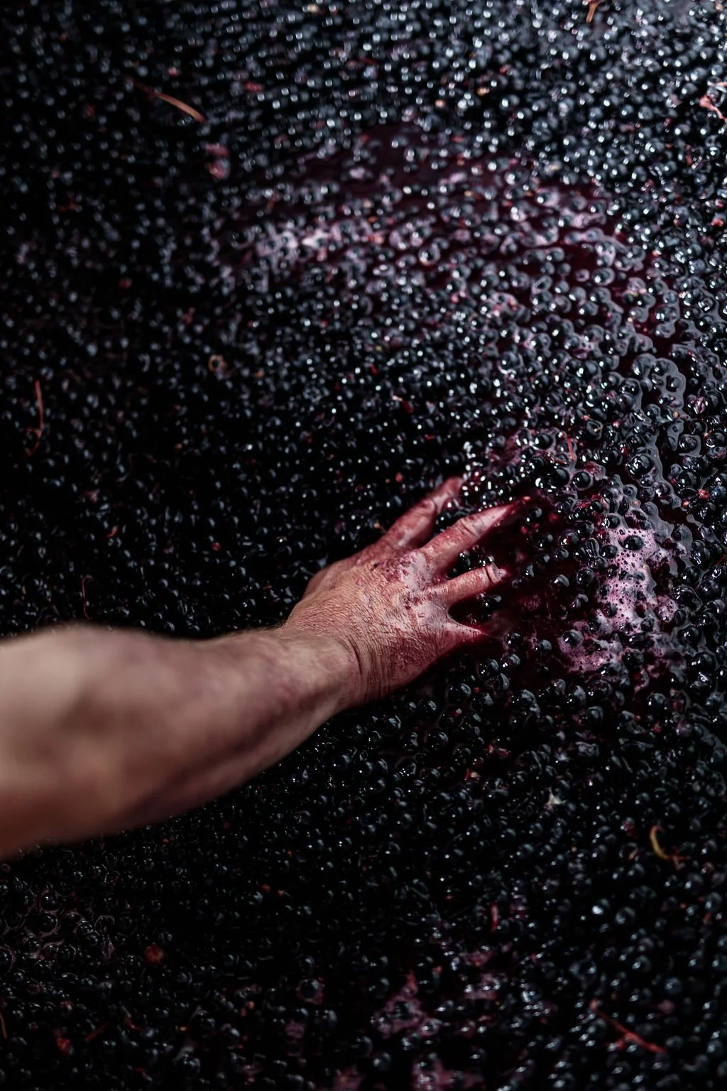 Wild_State_Wines_April_24-205.jpg