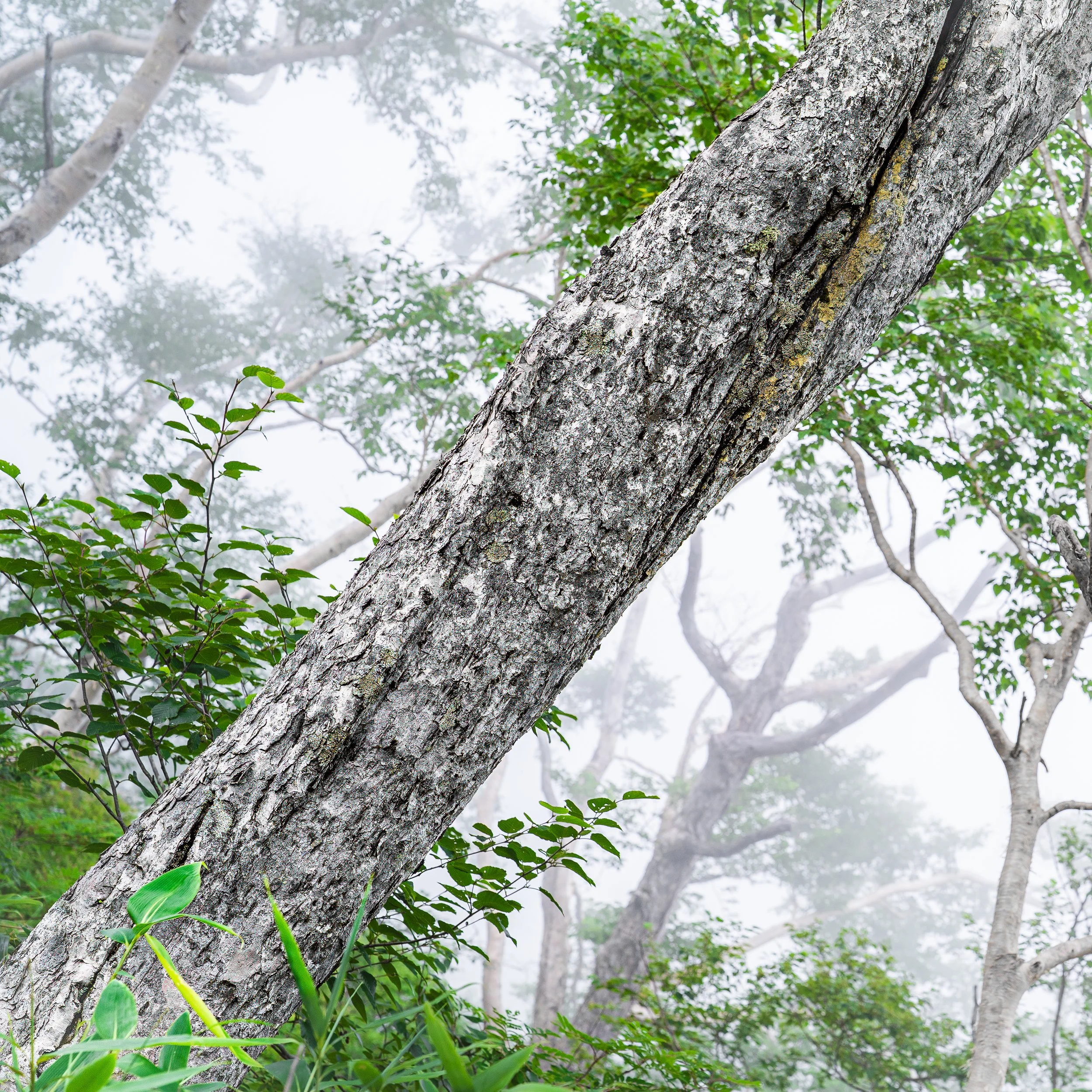 20250809_myoko_nilsenp_1388-Edit.jpg