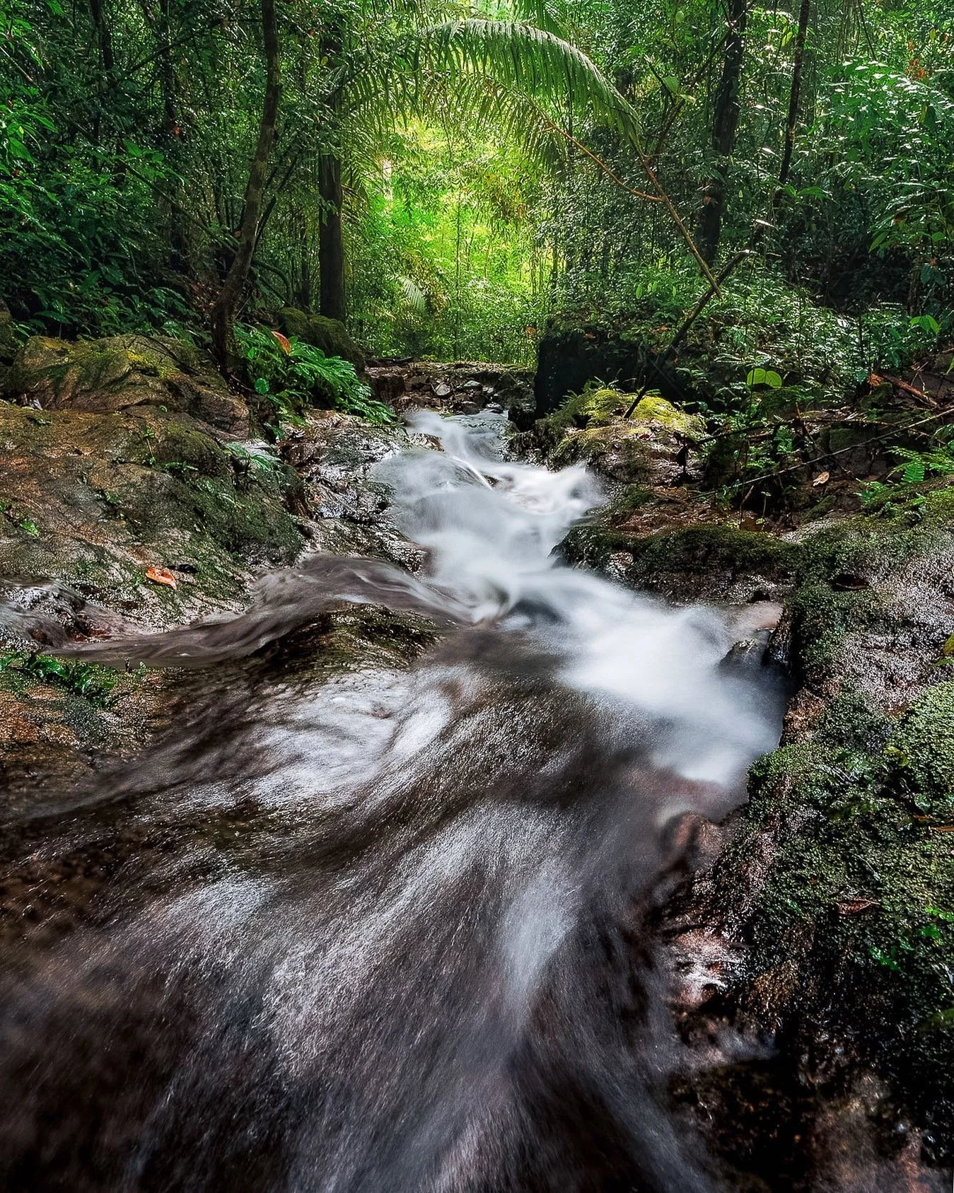 🌿 Jungle hike 

&bull;
&bull;
&bull;
&bull;
&bull;

#asia #watefall #sonyalpha #light #water #rain #scenery #tranquil #travel #thailand #river #forest #green #natgeoyourshot #photography #earthoutdoors  #wanderlust #trees #longexposure #phuket #rain