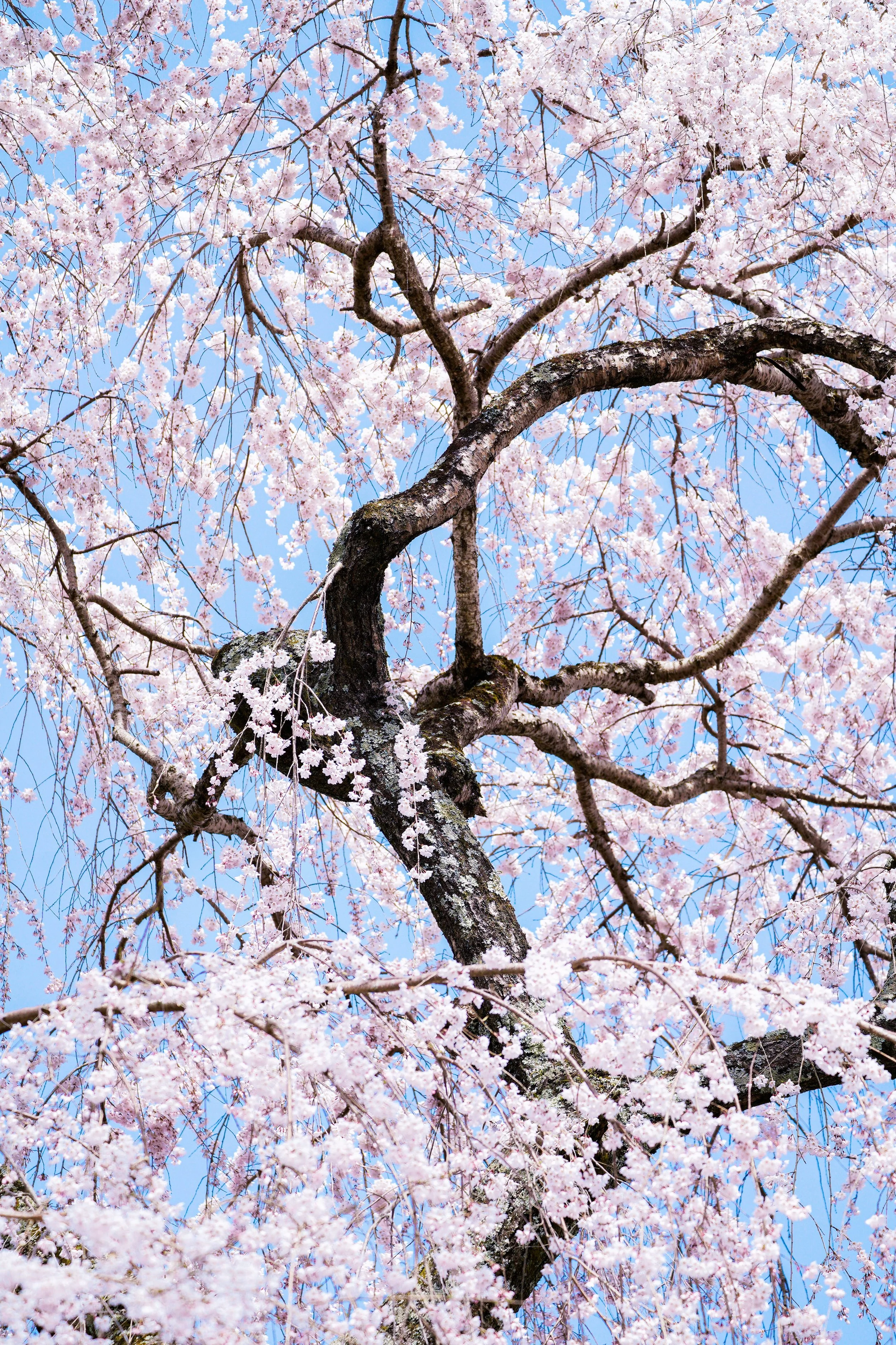 20250405_yoshino_nilsenp_776.jpg
