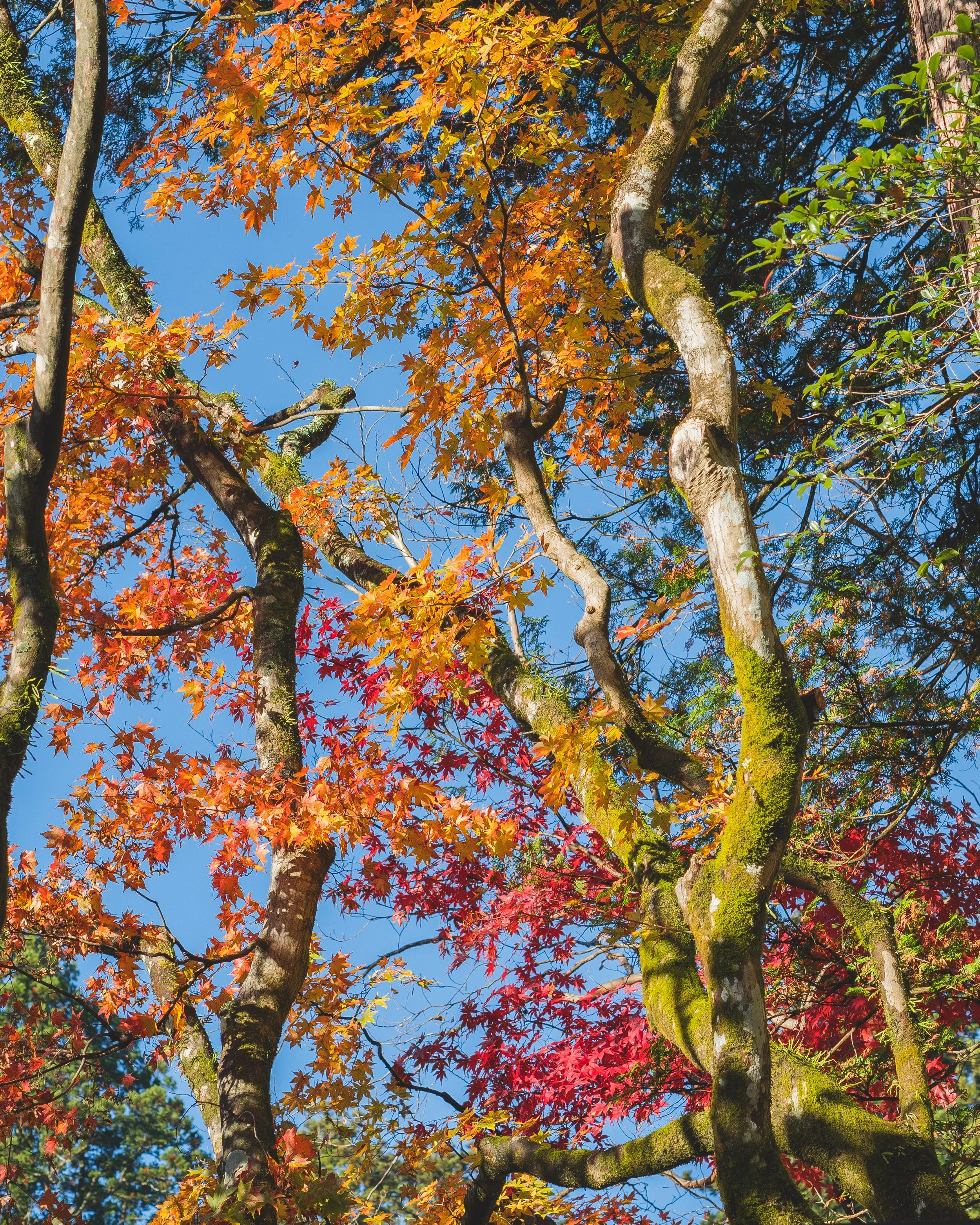 20191119-2019-11-19-nikko-280.jpg