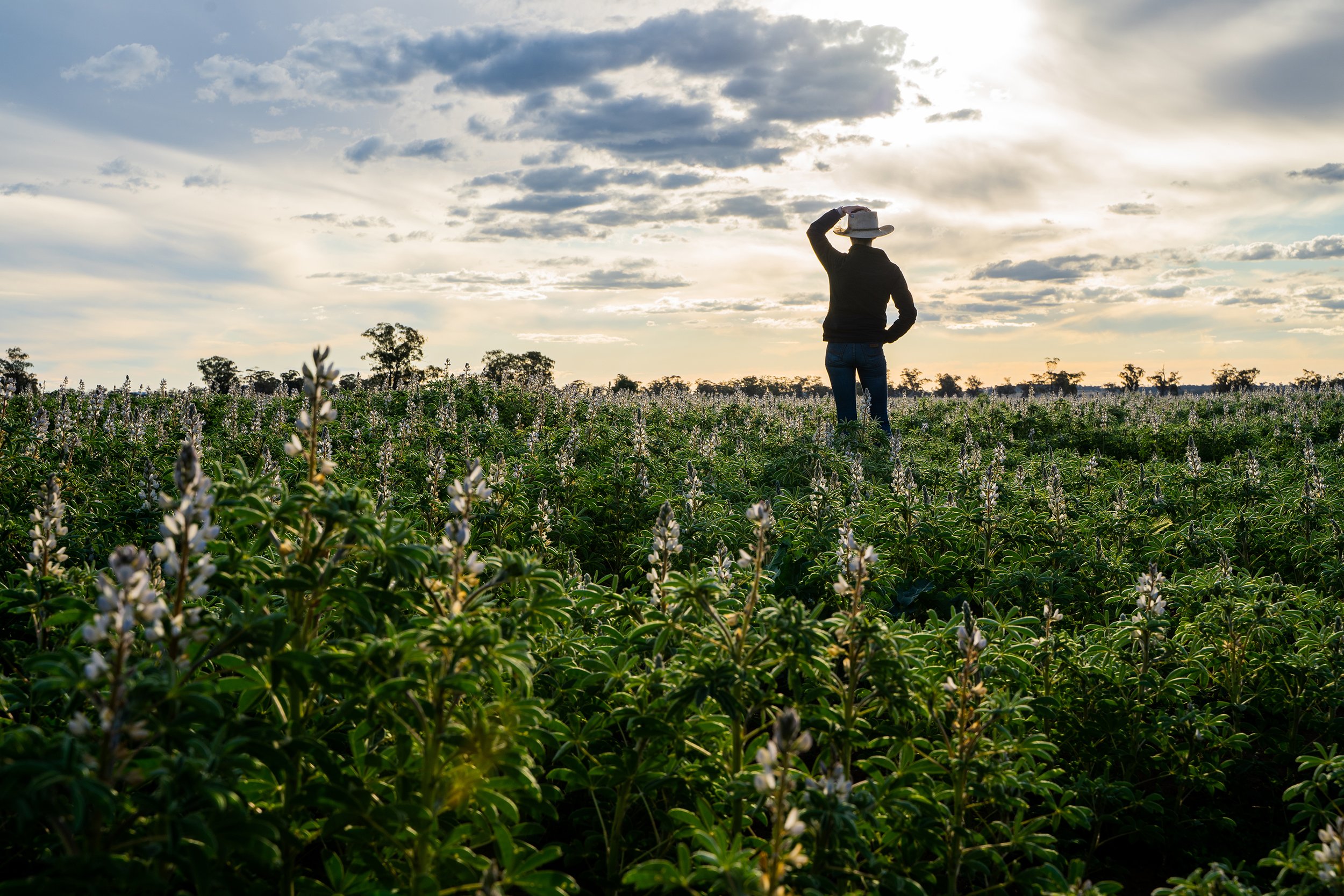 Woman in field sml.jpg