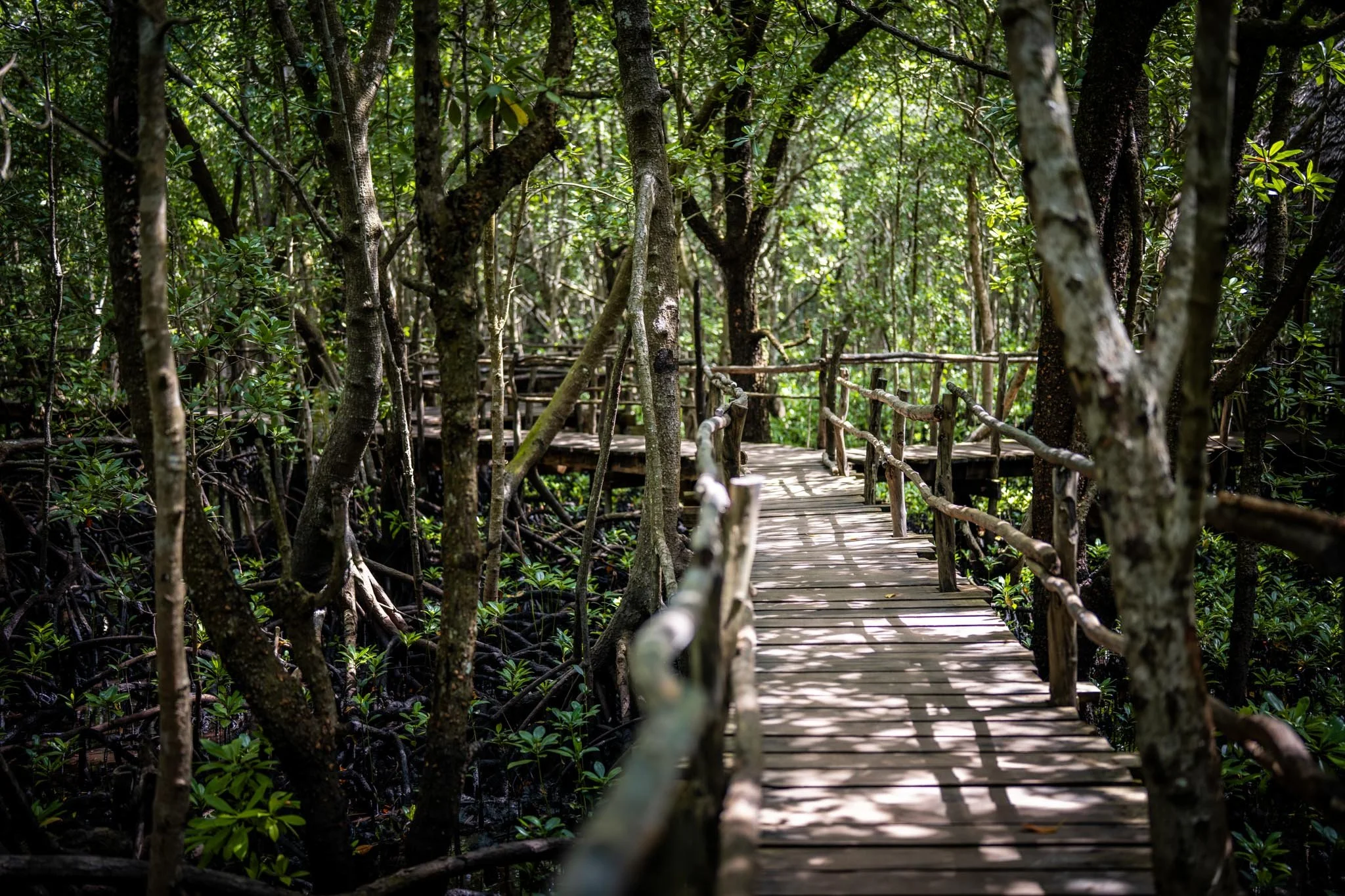 Mangrovy: Zanzibar a jeho kořenová pevnost