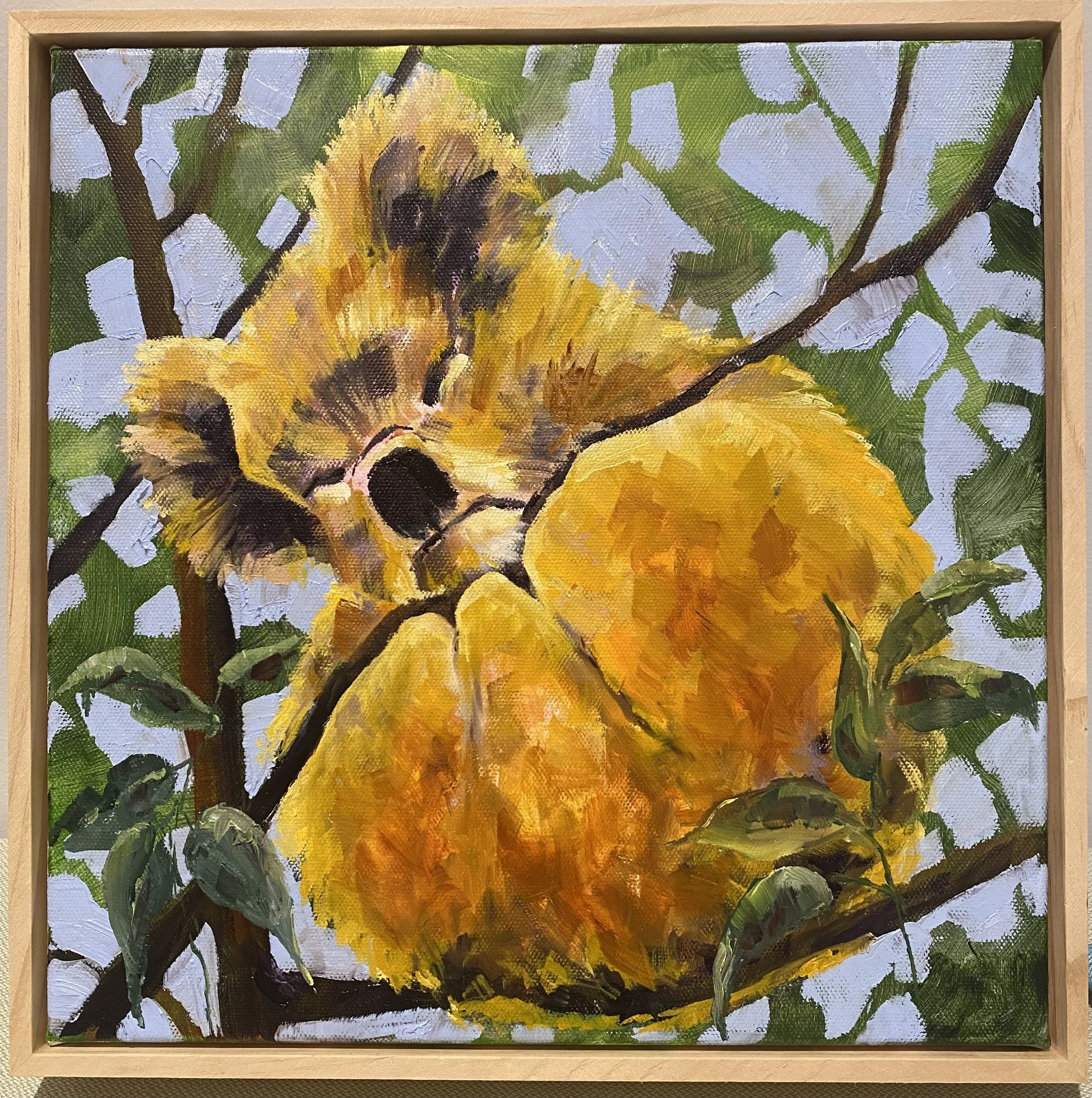 Koala slumber 30x30cm SOLD