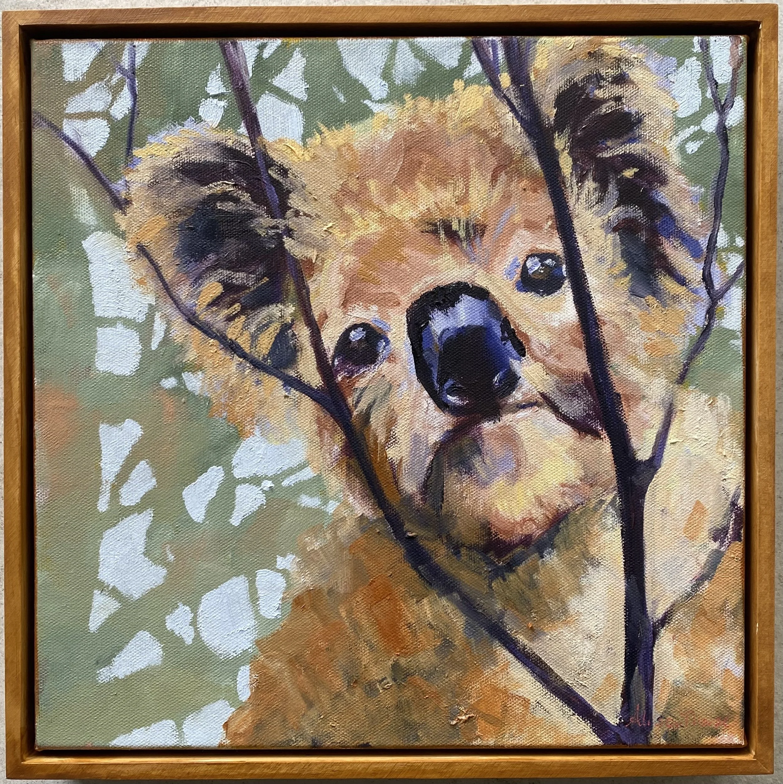 Watchful koala 30x30cm SOLD