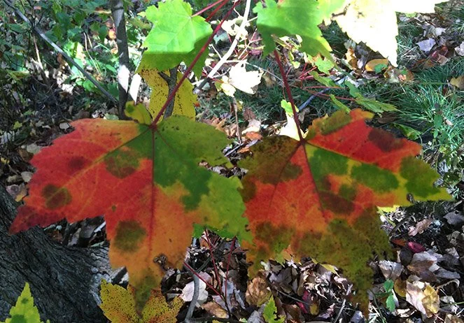 Autumn Equinox Celebration