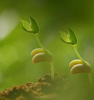Spring Equinox Celebration