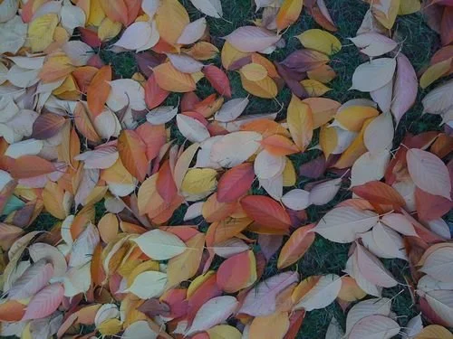 Autumn Equinox celebration