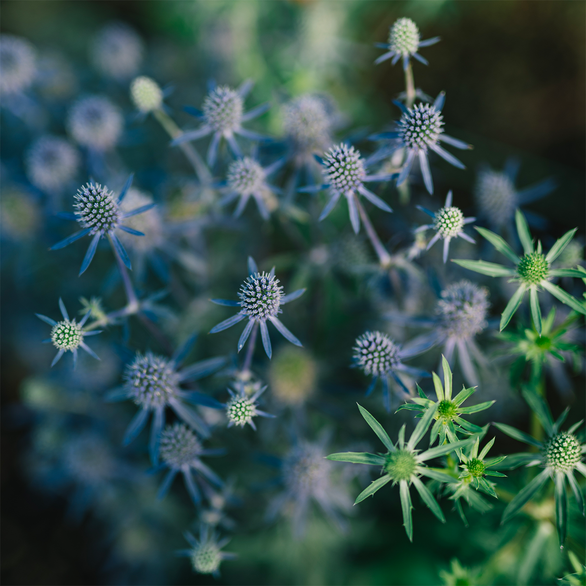 Comfort Zone Zutaten