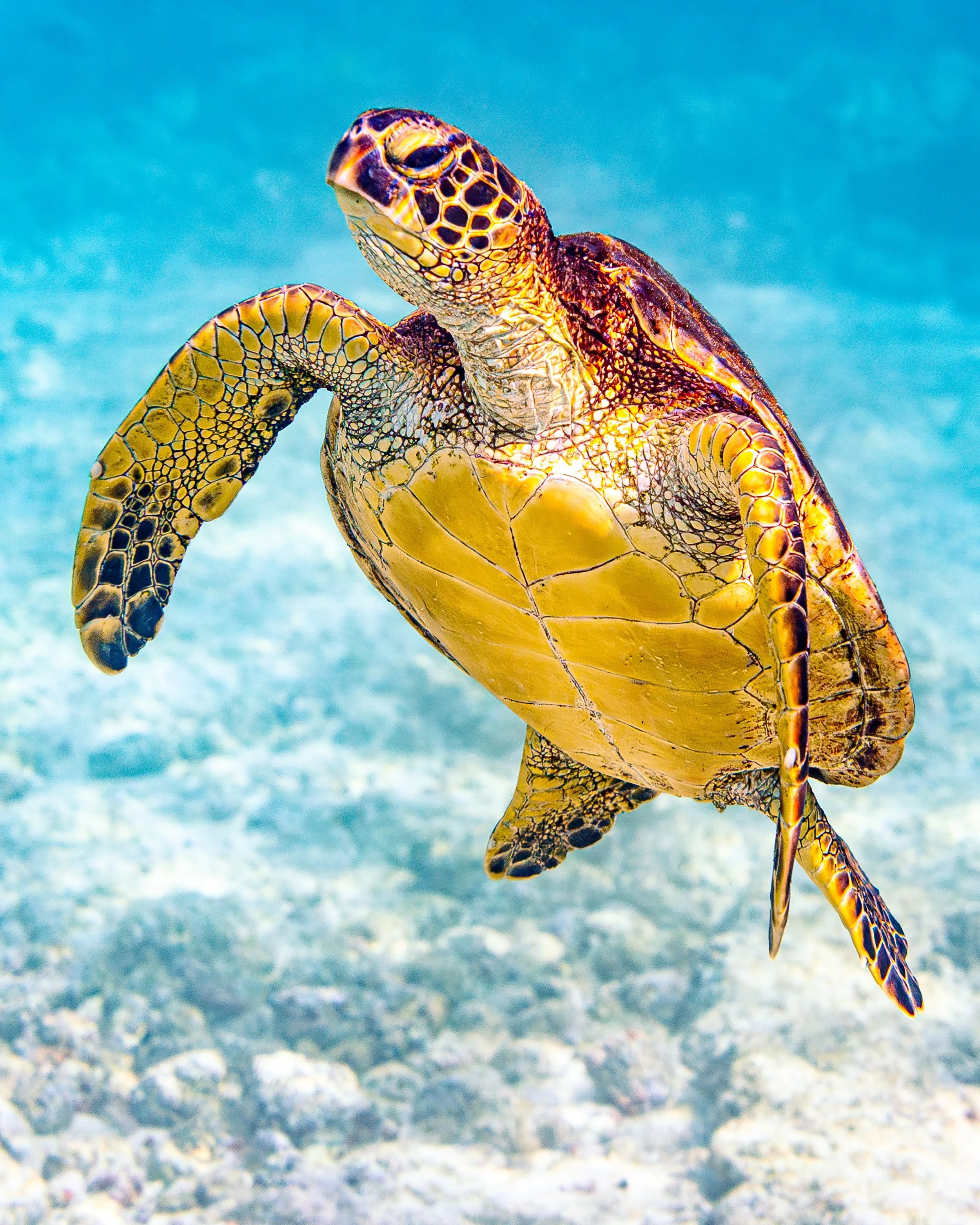 Hawaii Turtle 1.1 - SHELL Yeah.jpeg