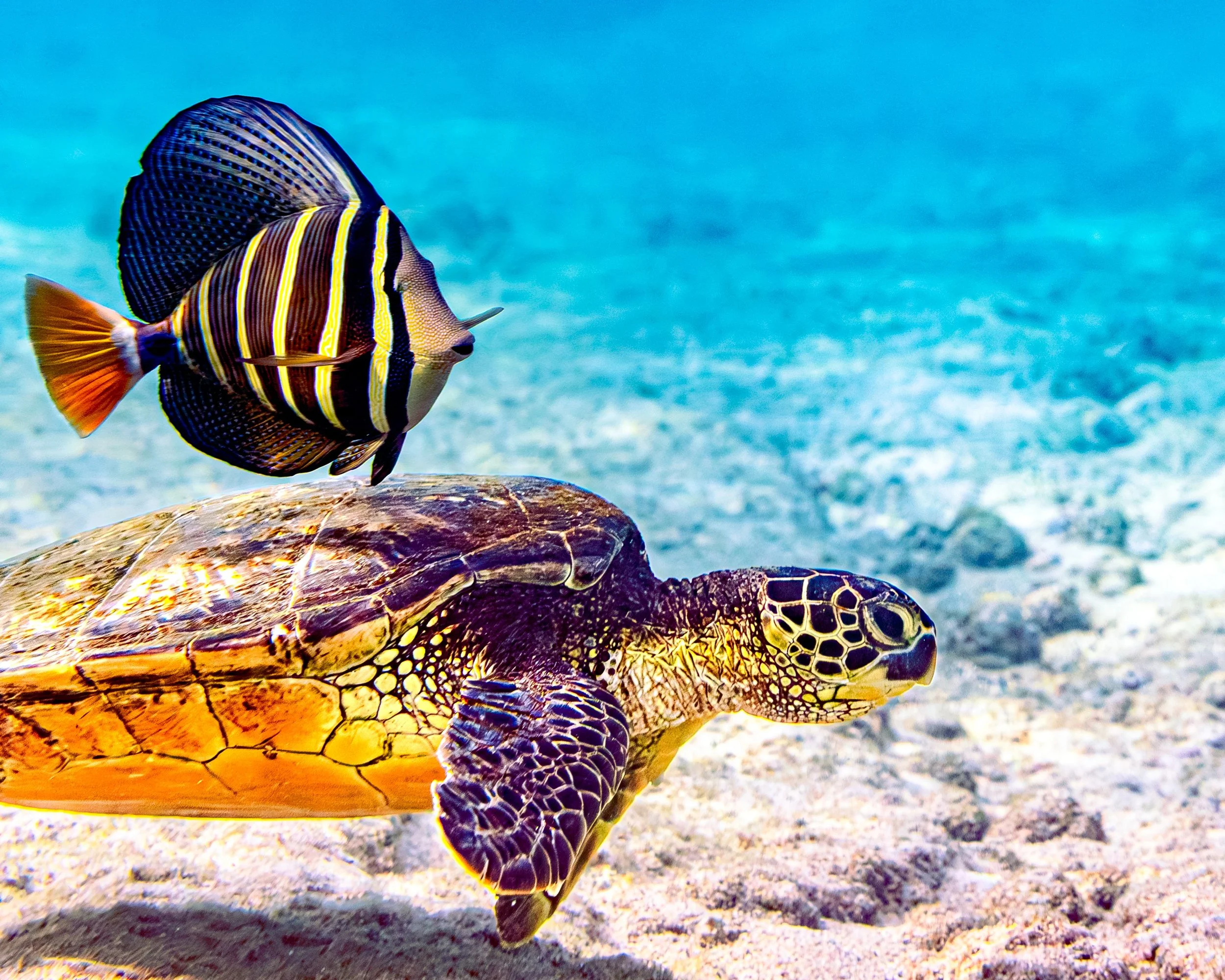 A Little Bit Shellfish