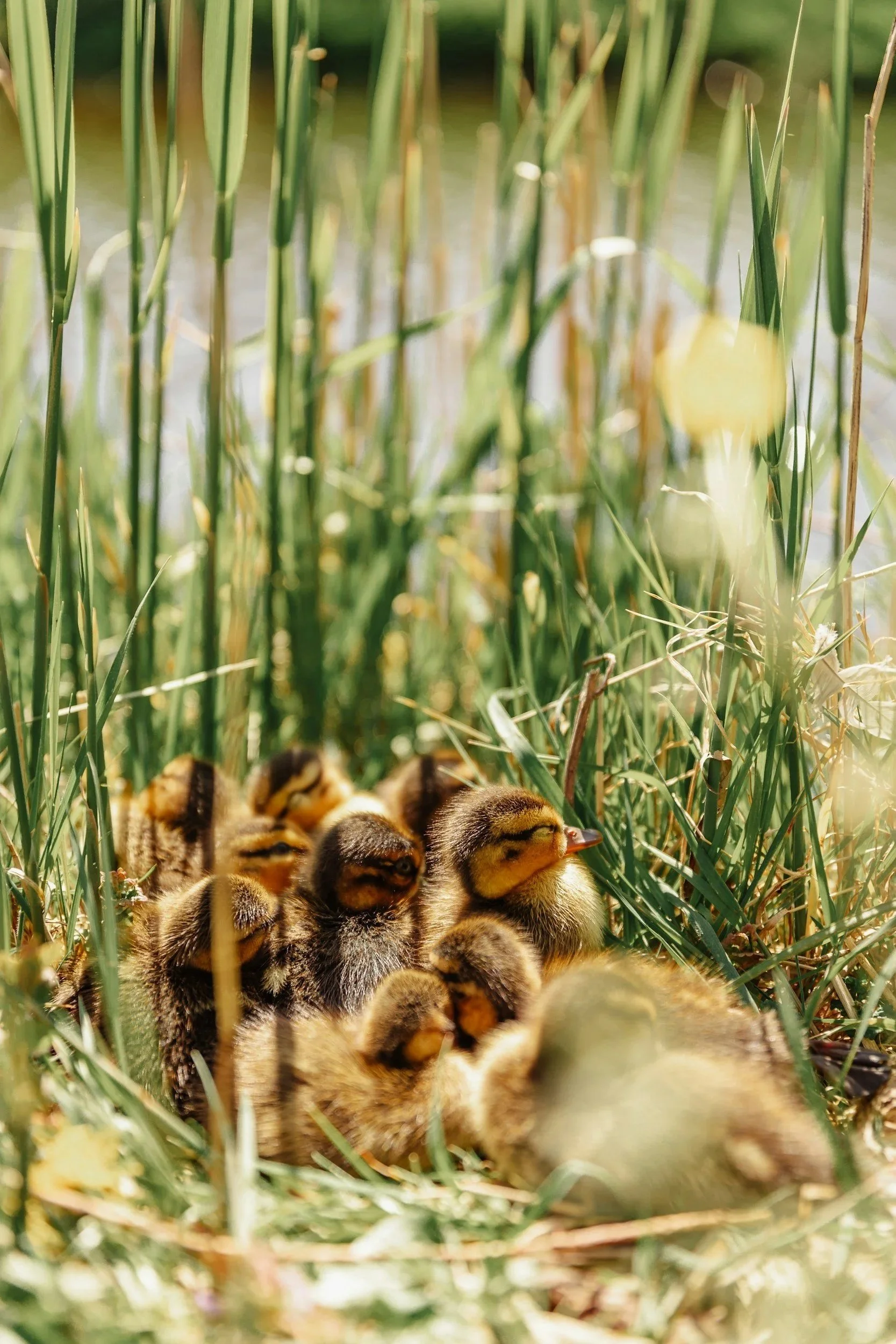 Teething…Tools to ease this time.