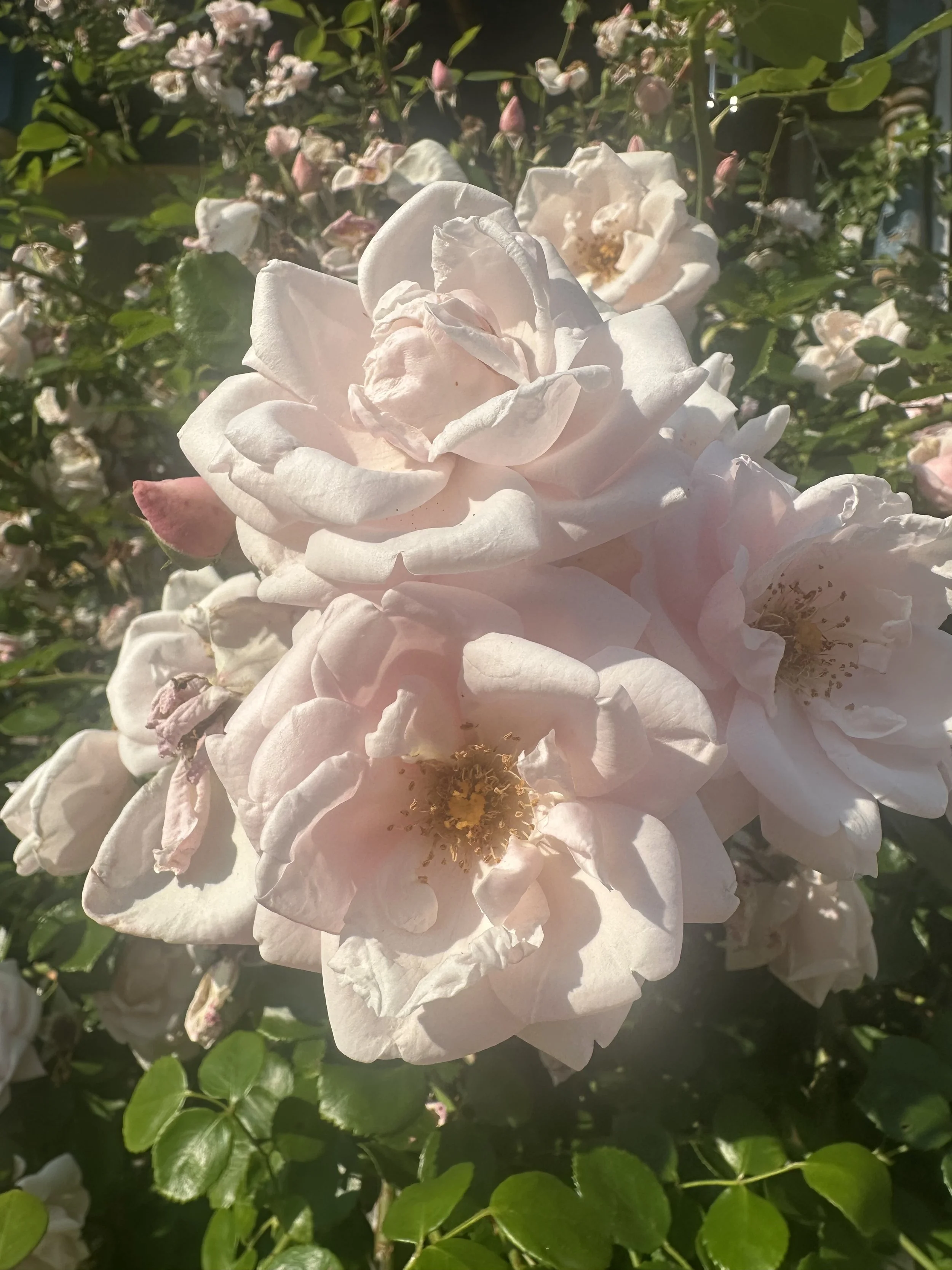 Stop and learn about roses 