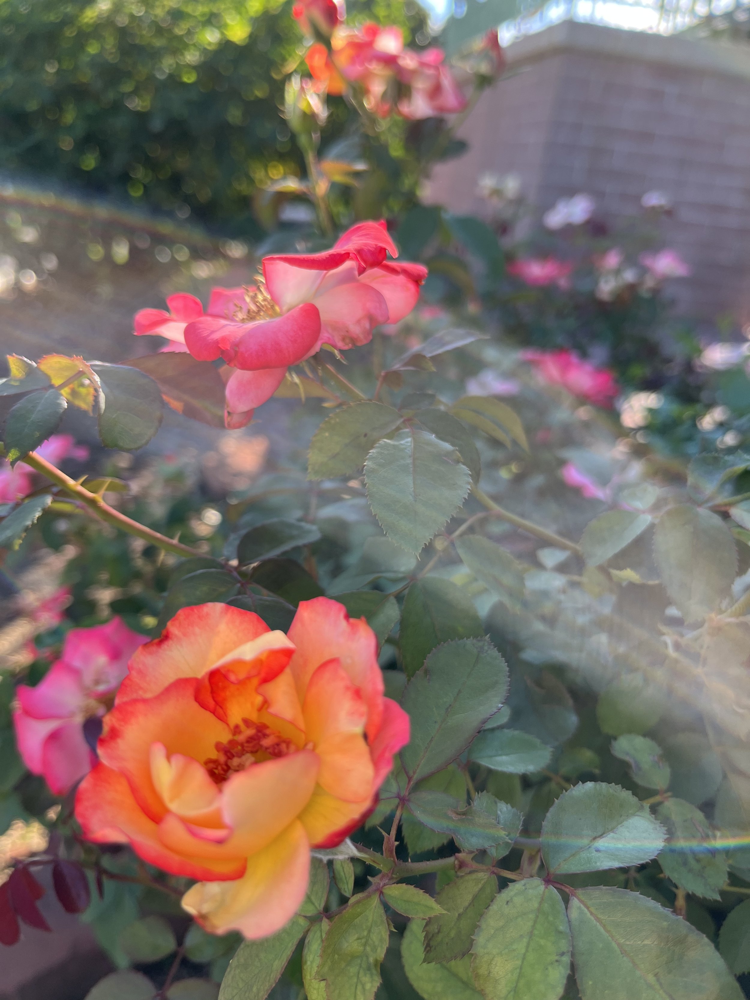 IMG_0480.jpeg