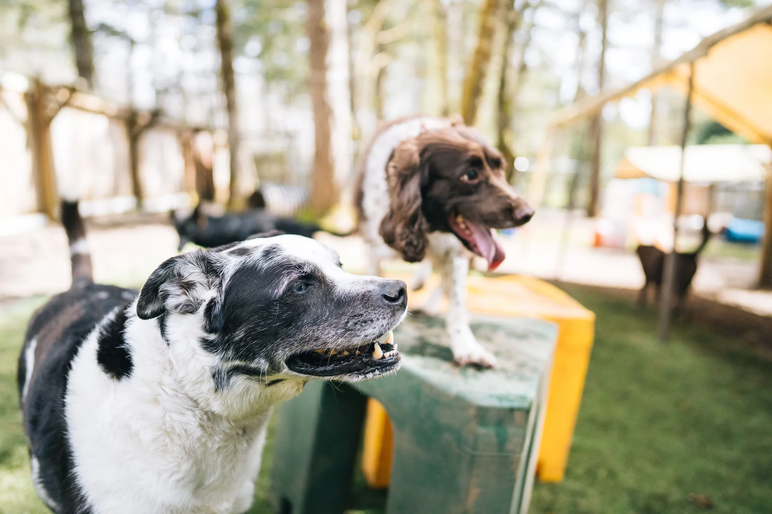 Services — Country Inn Pet Resort and Spa