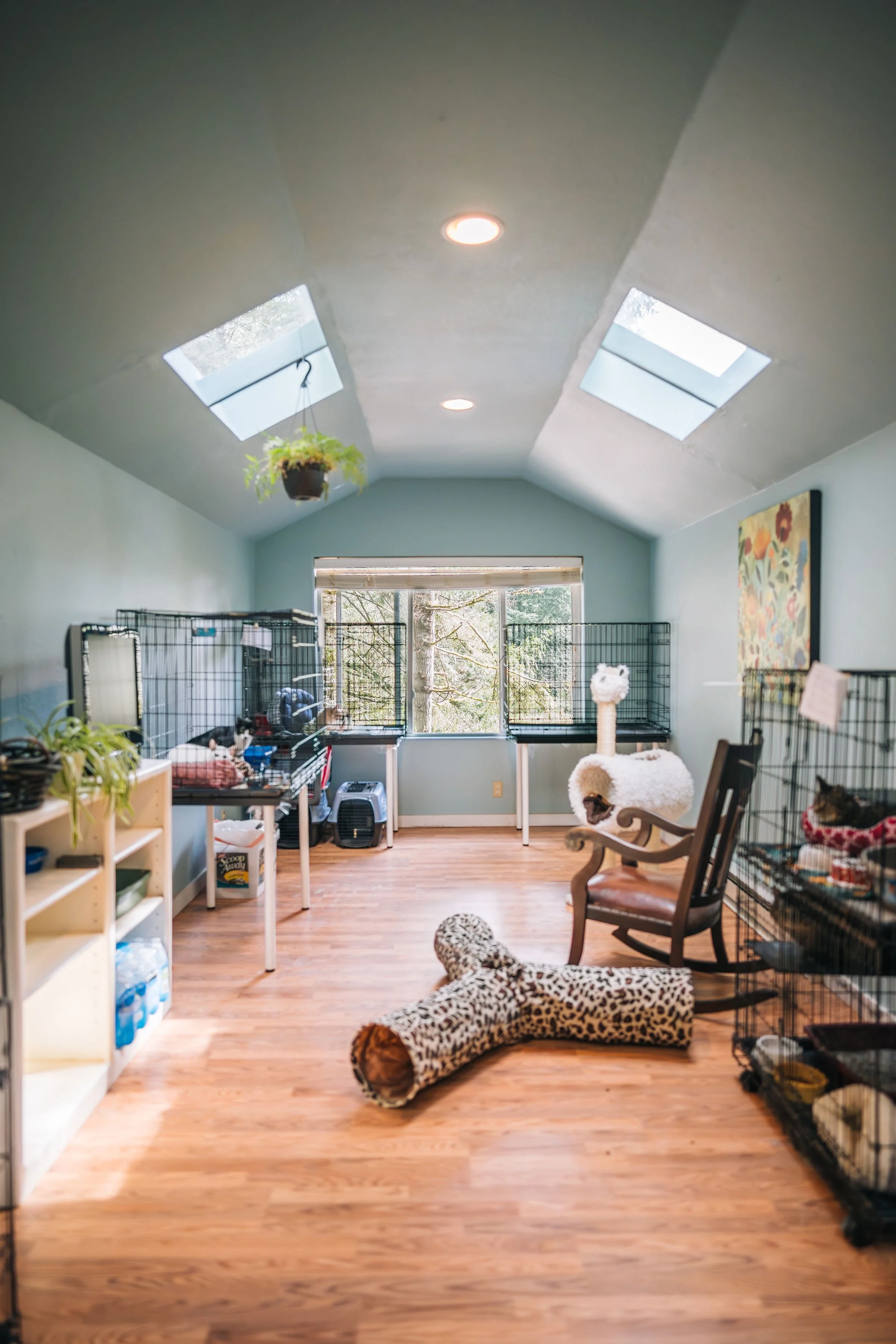 Cat bnb chicago (75) foto