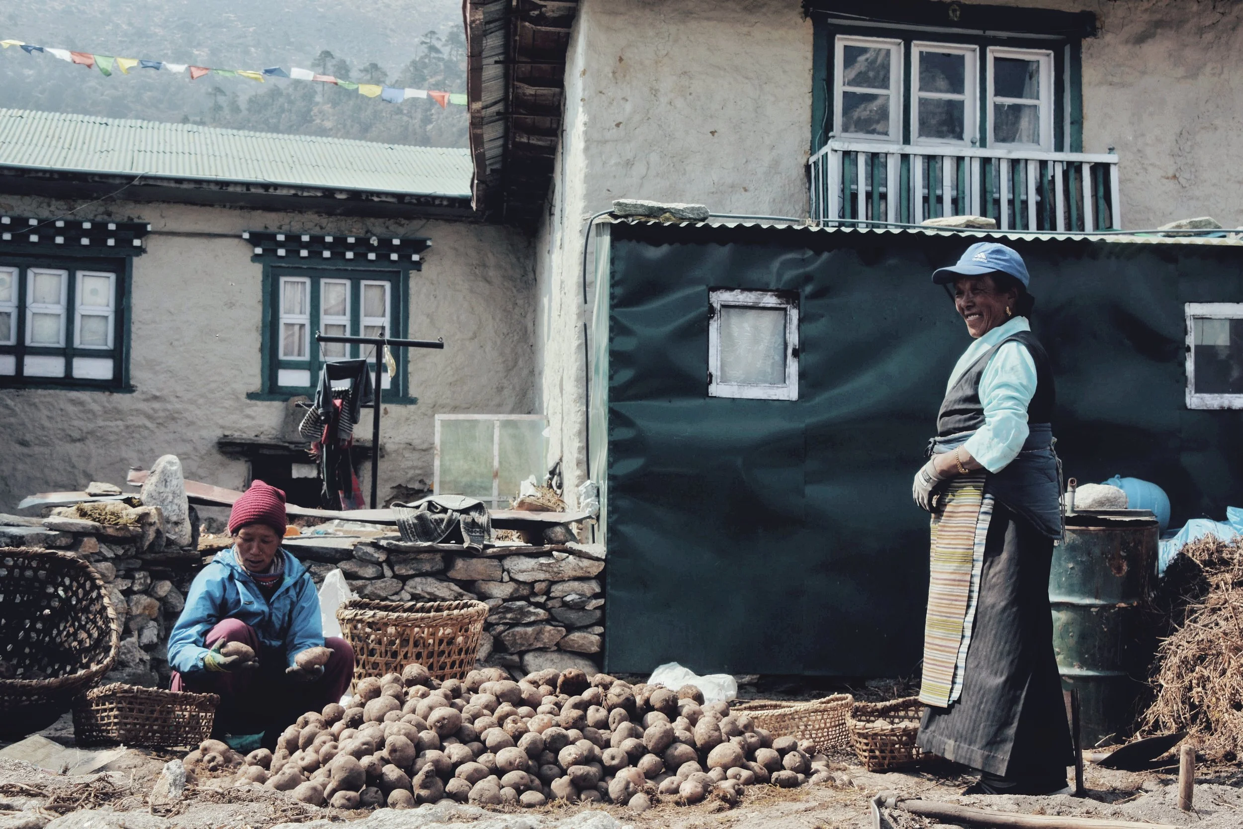 Potato harvest, EBC, Nepal
