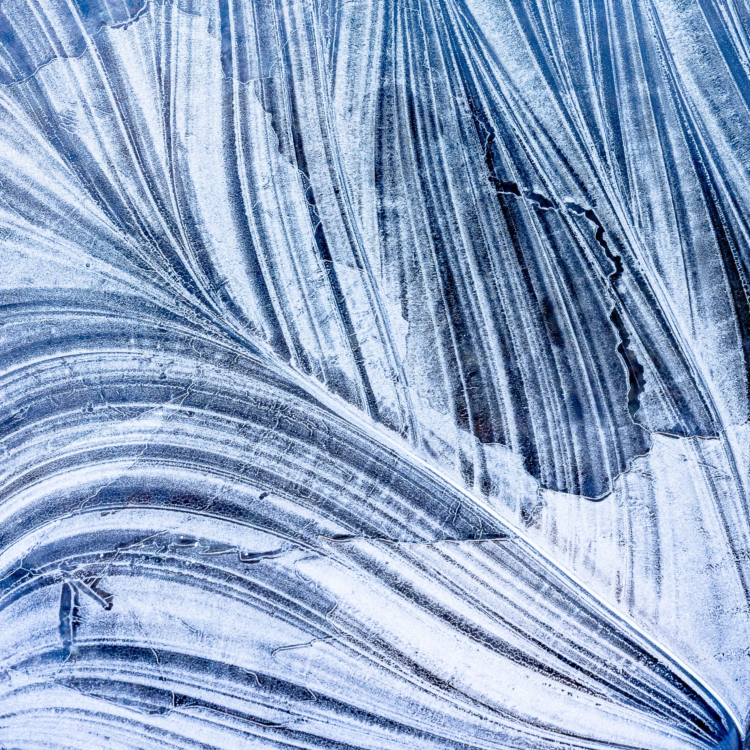 Winter Frill.jpg