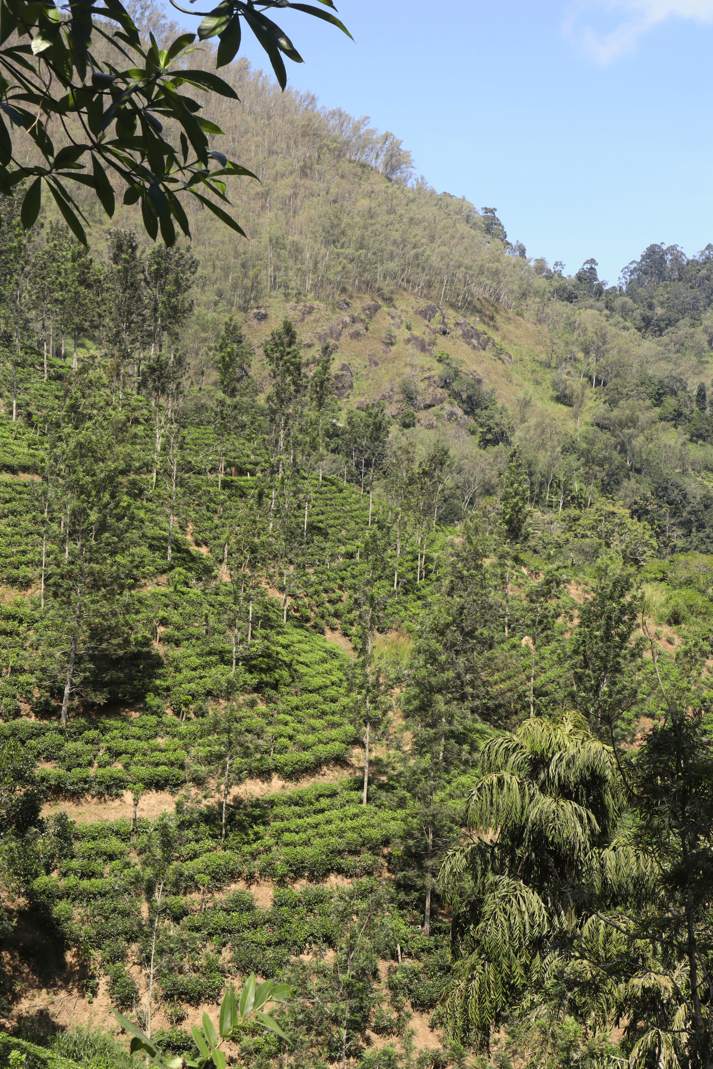 Champs de thé au Sri Lanka