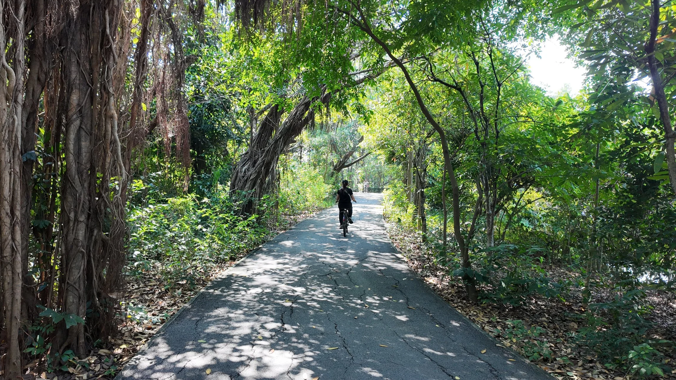 Vélo dans le parc Bang Kachao