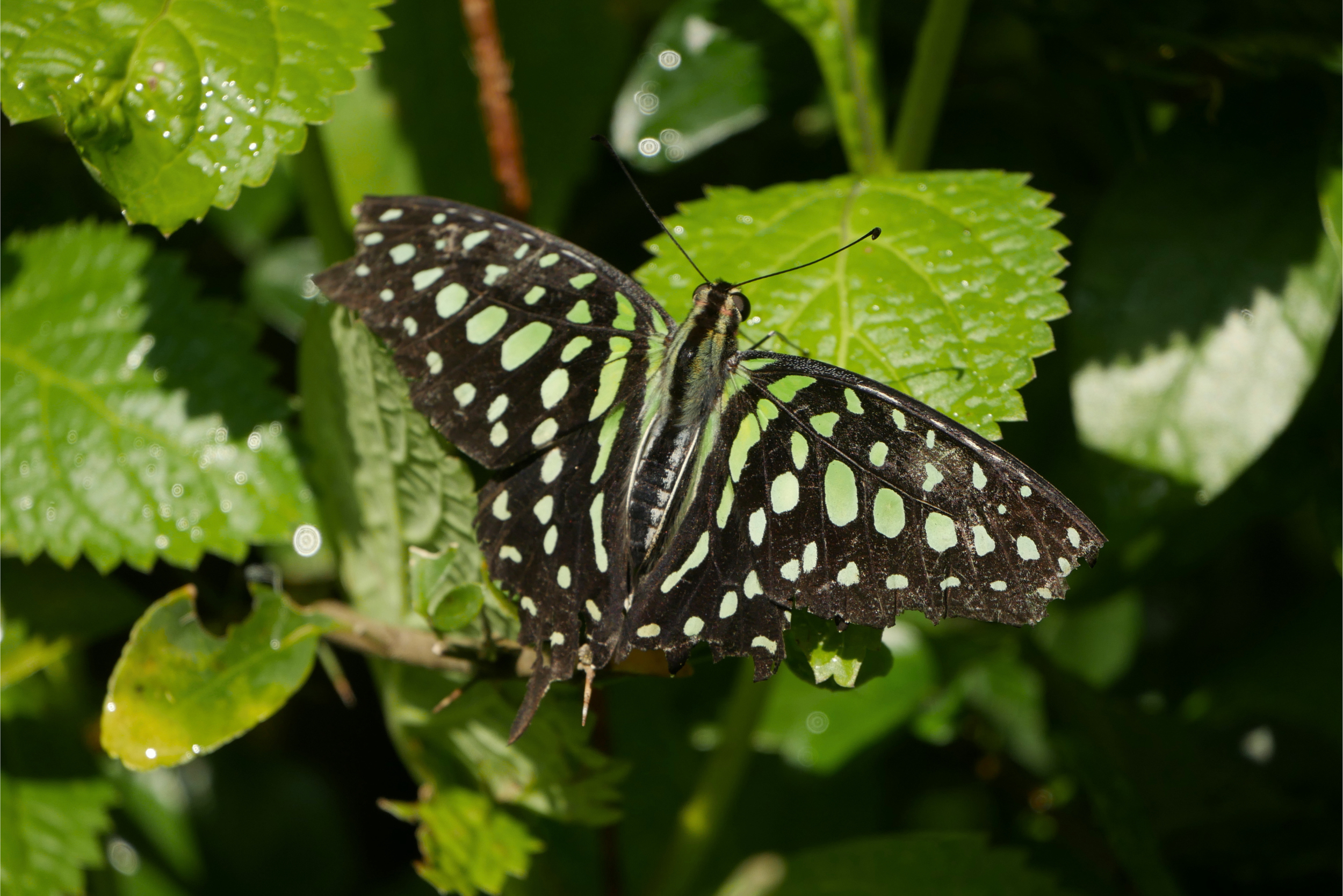Papillon vert dans le Bangkok Butterfly Garden and Insectarium