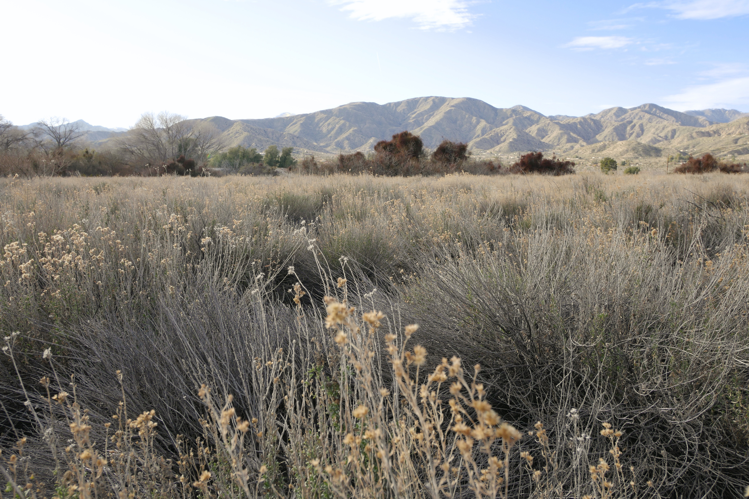 Montagnes et champs au Big Morongo Canyon Preserve