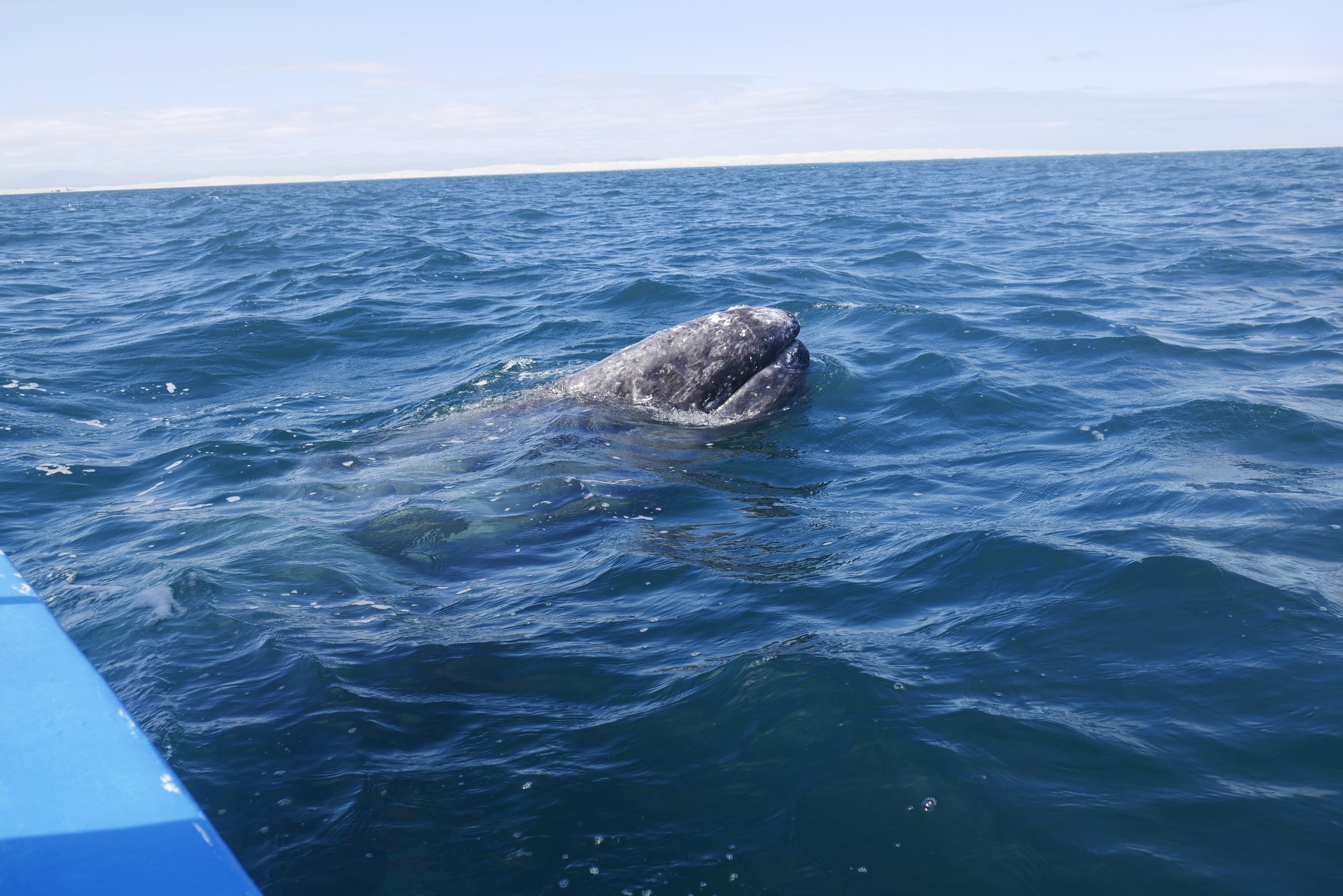 Baleine proche du bateau