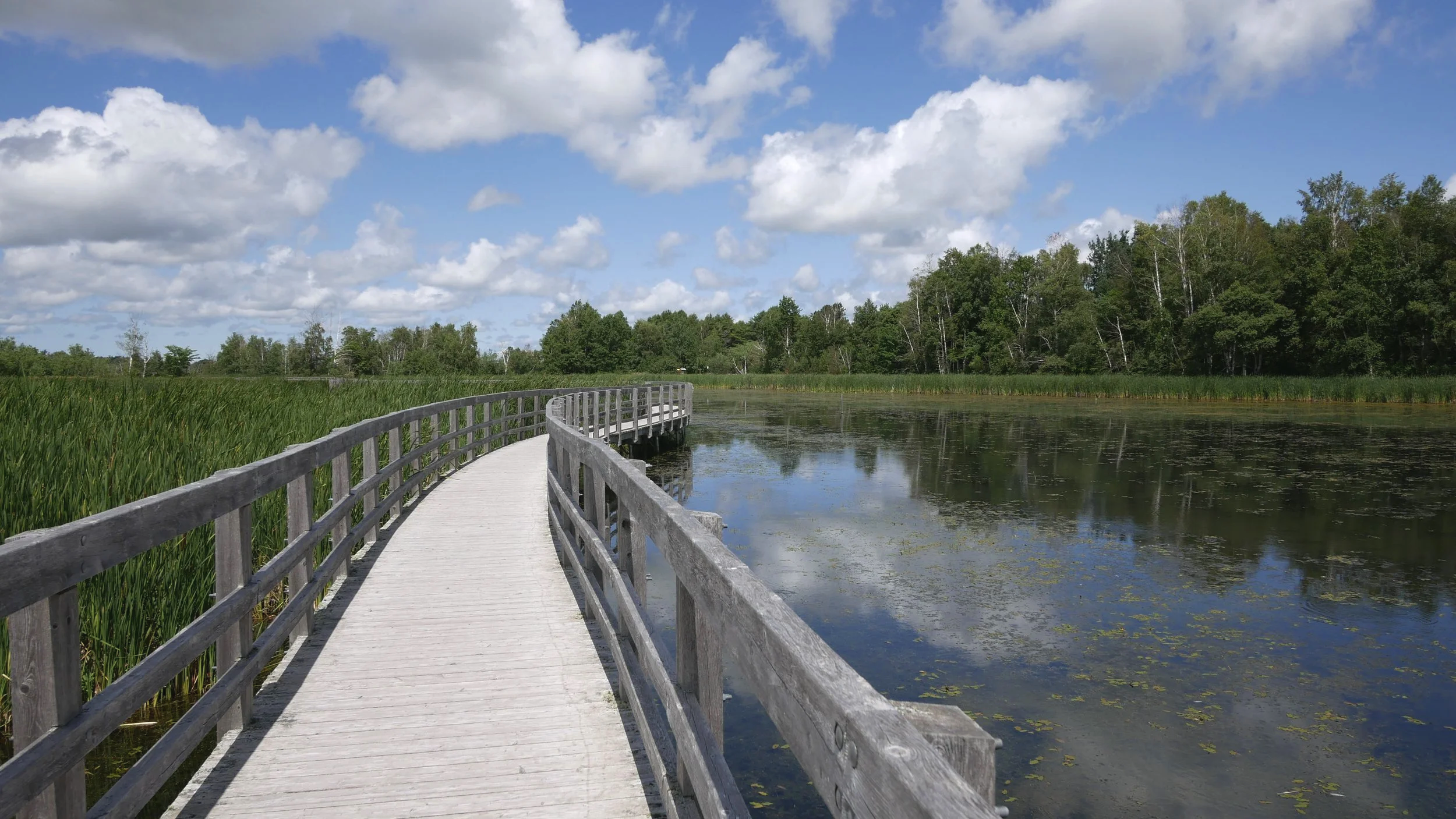 Promenade en bois au Chutes Teragouche  Campbellton  Waterfowl Park de Sackville