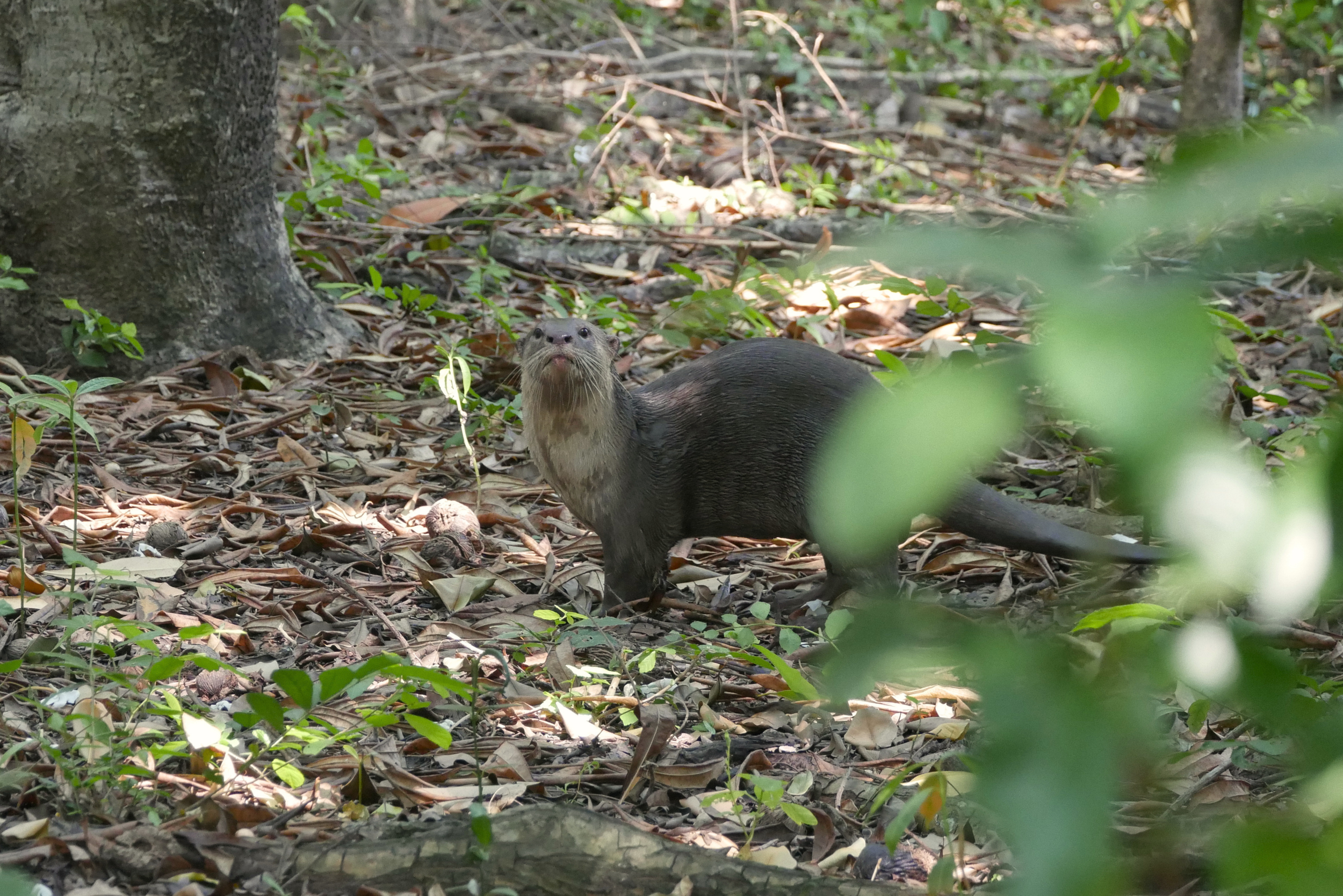 Loutre croisée le long du sentier