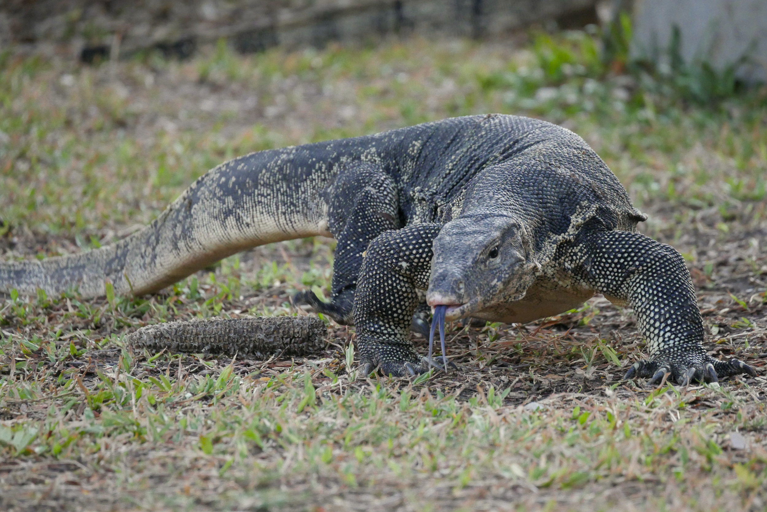 Varan se promenant au parc Lumphini