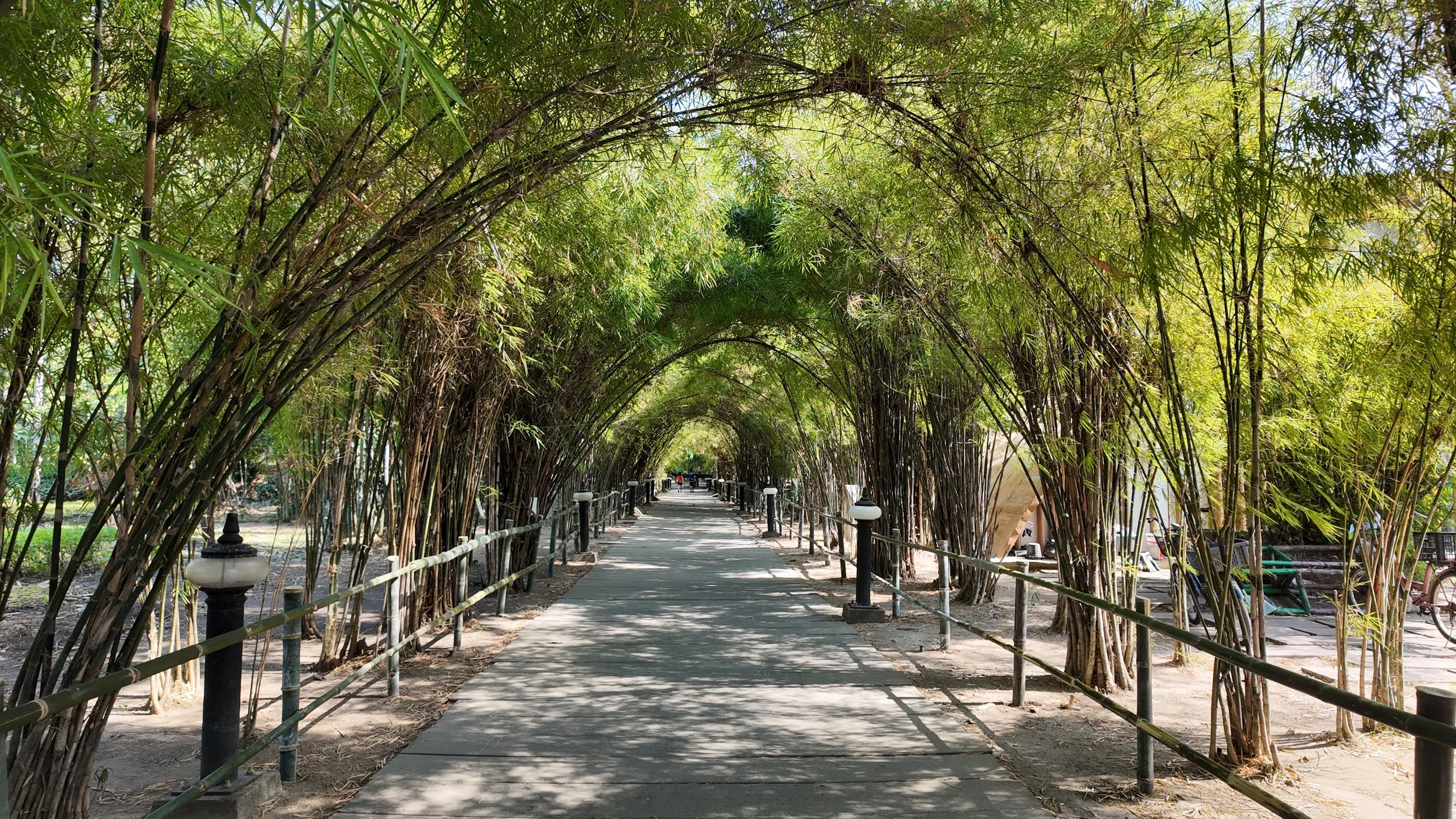 Allée de bambous au Queen Sirikit Park