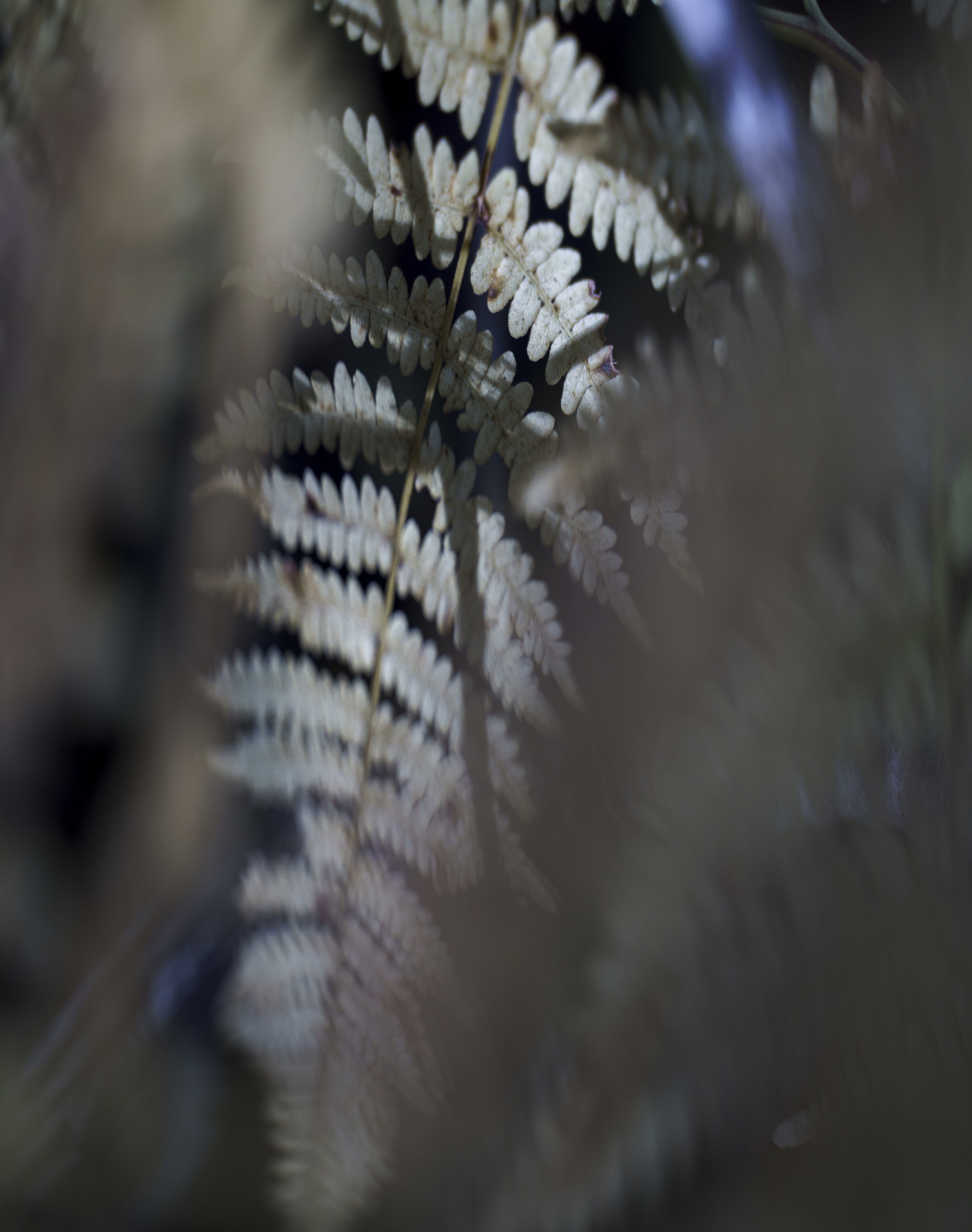 _7R44123.jpg
