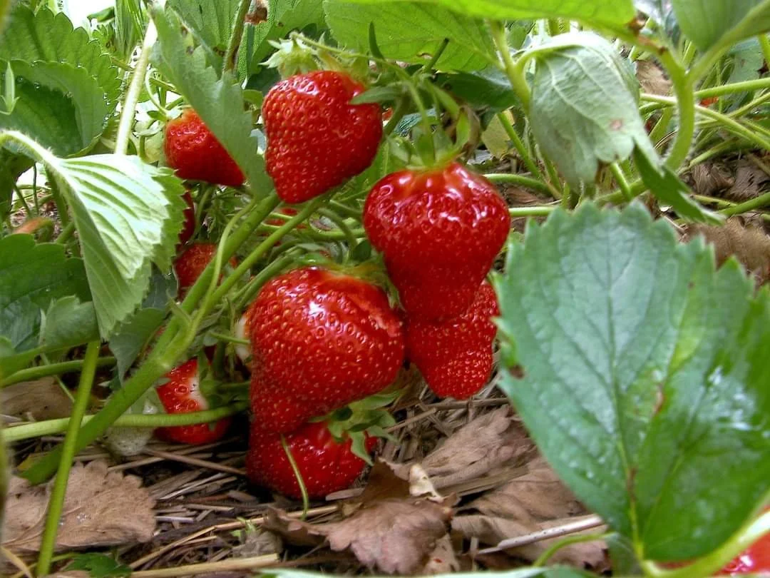 Strawberry Season Begins in June!