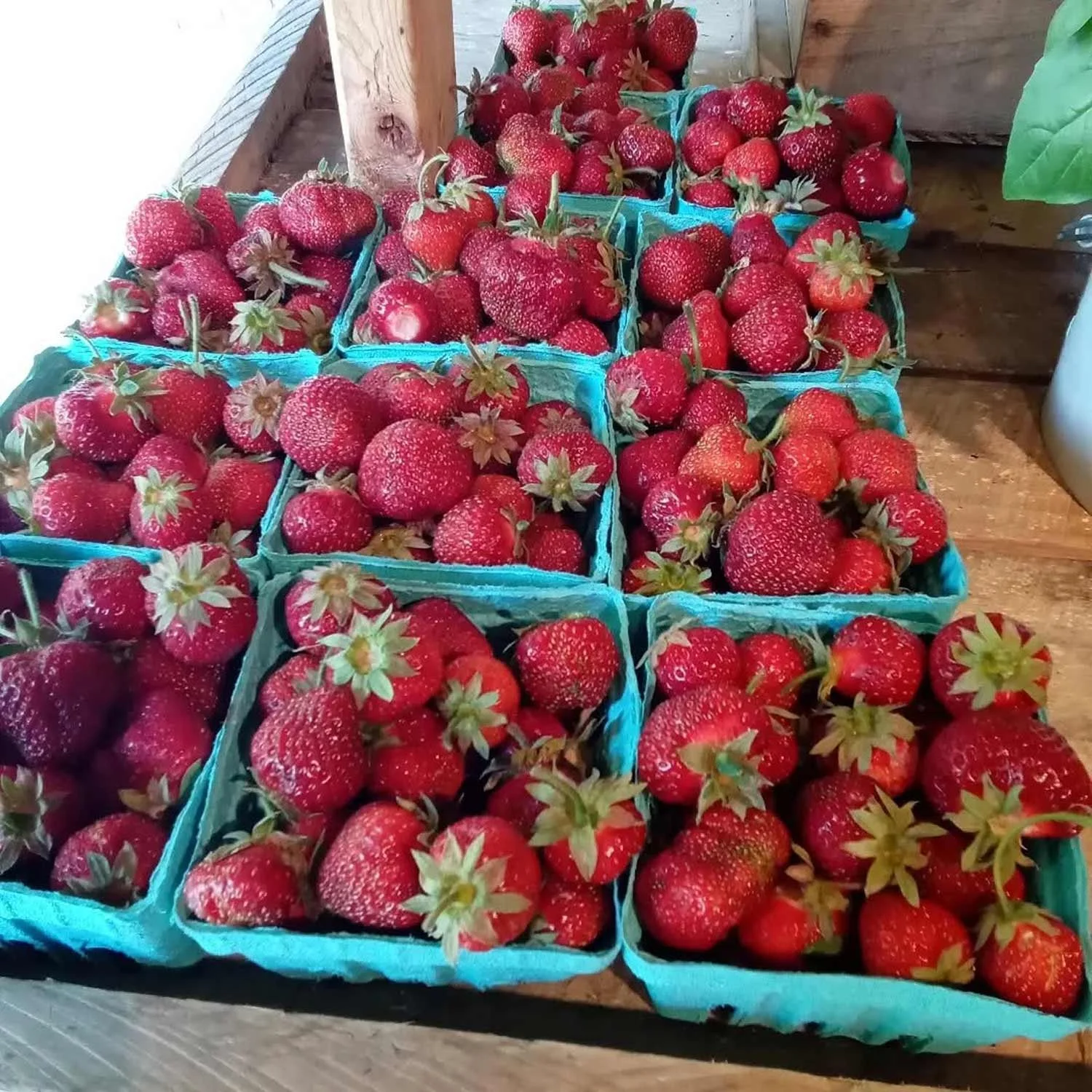 Photo credit: Deep Meadow Farm