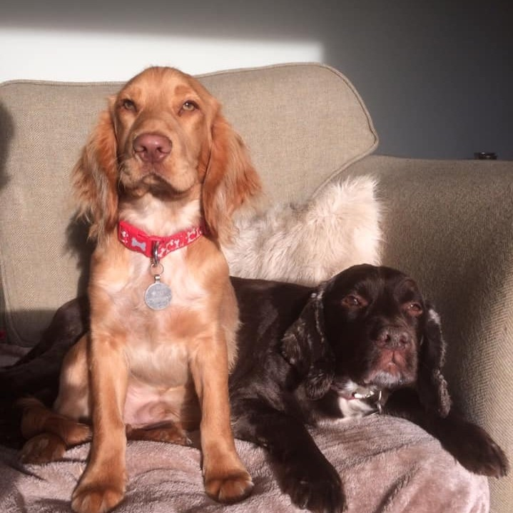 Two dogs from The Collar Club