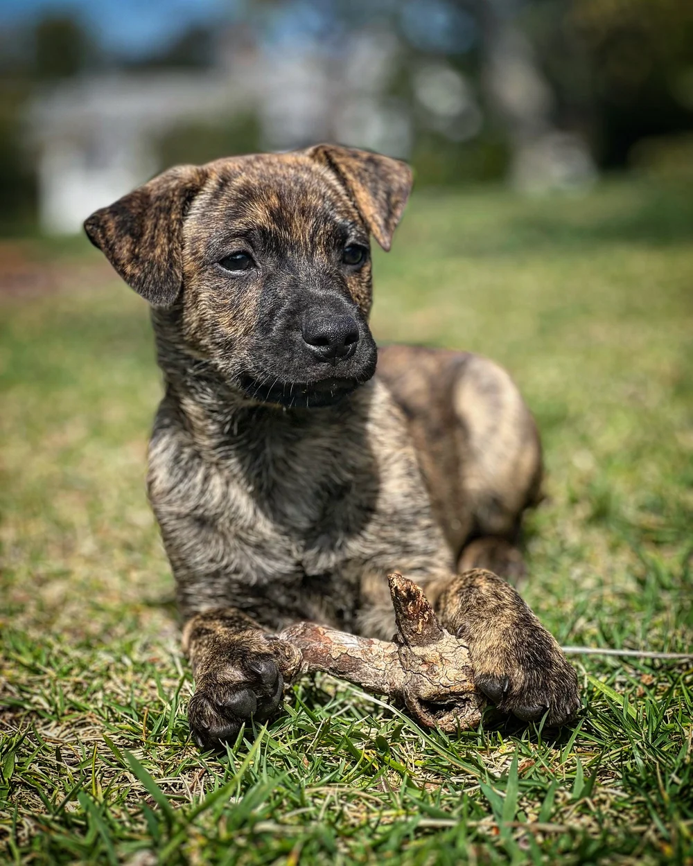 Pawsitive Native Pawsitive Beginnings