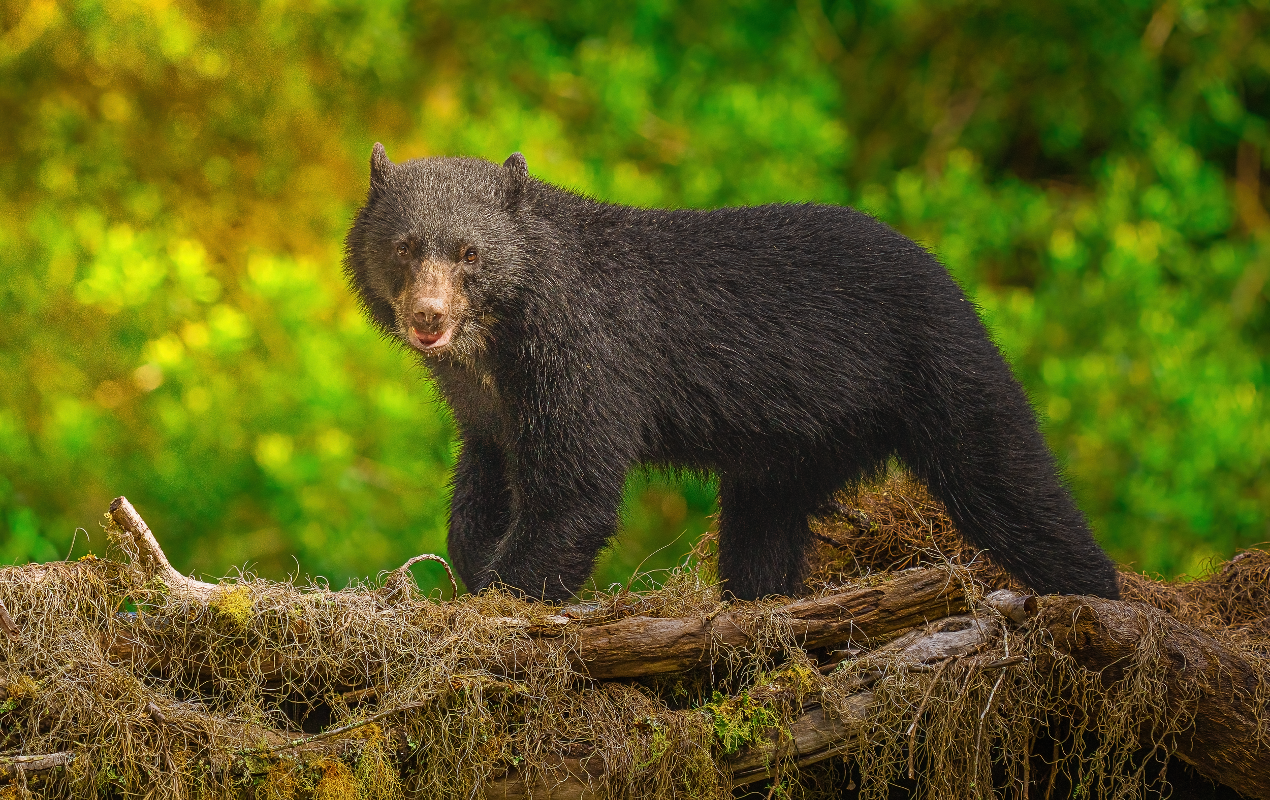 A black bear walking on a log in a forest with green foliage in the background.