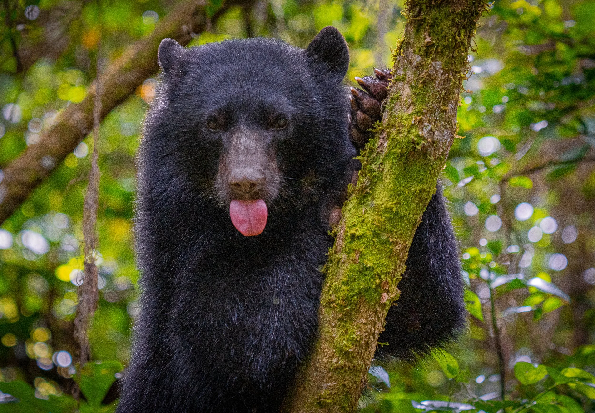 A black bear cub with a pink tongue sticking out, climbing a moss-covered tree in a dense forest.
